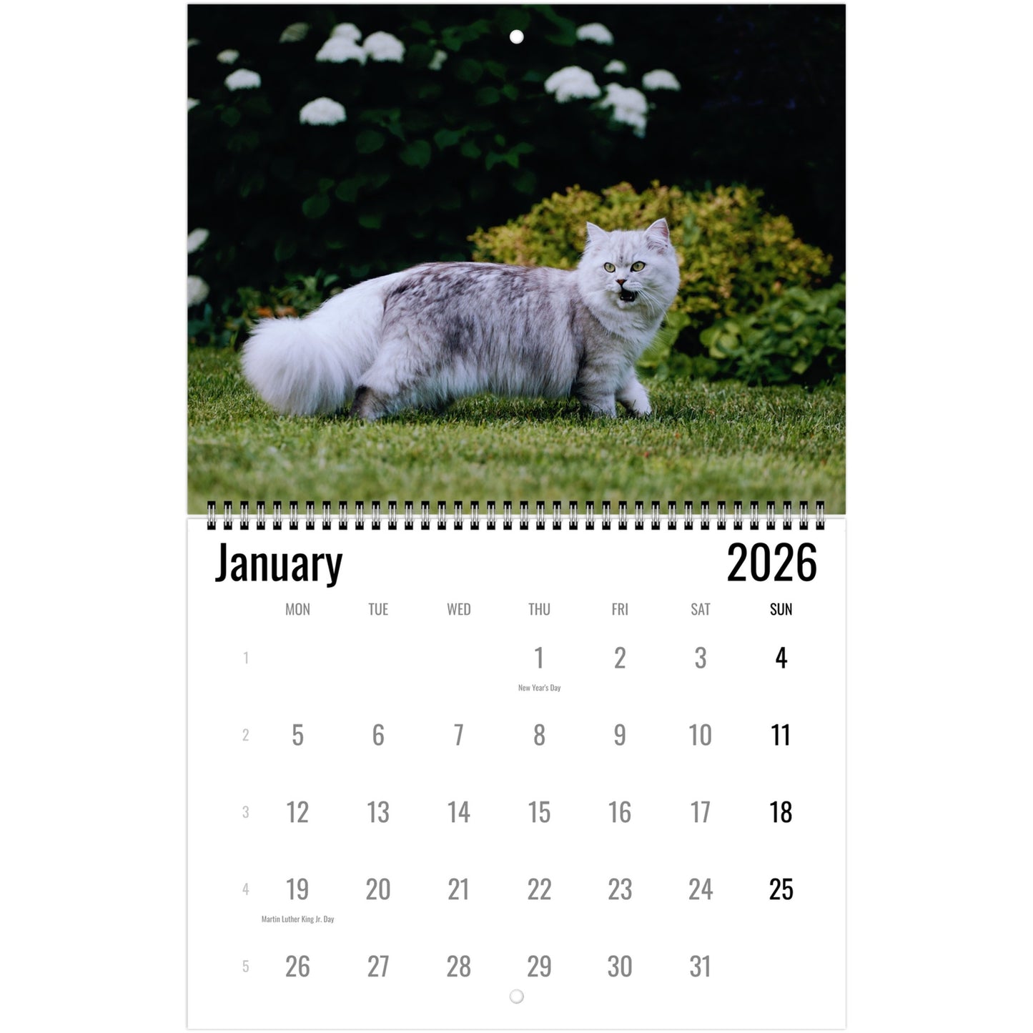 2026 British Longhair Cat Calendar