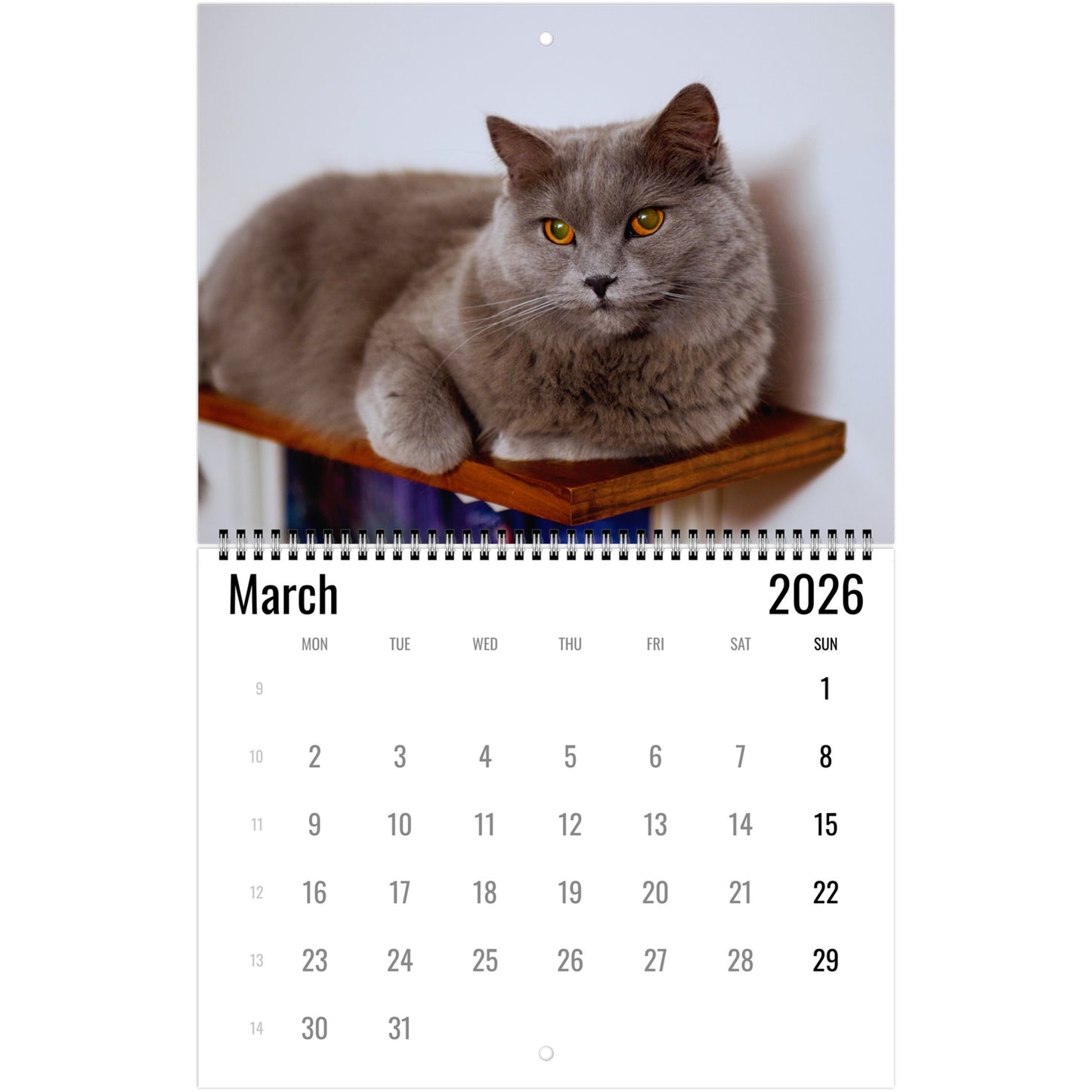 2026 Chartreux Cat Calendar