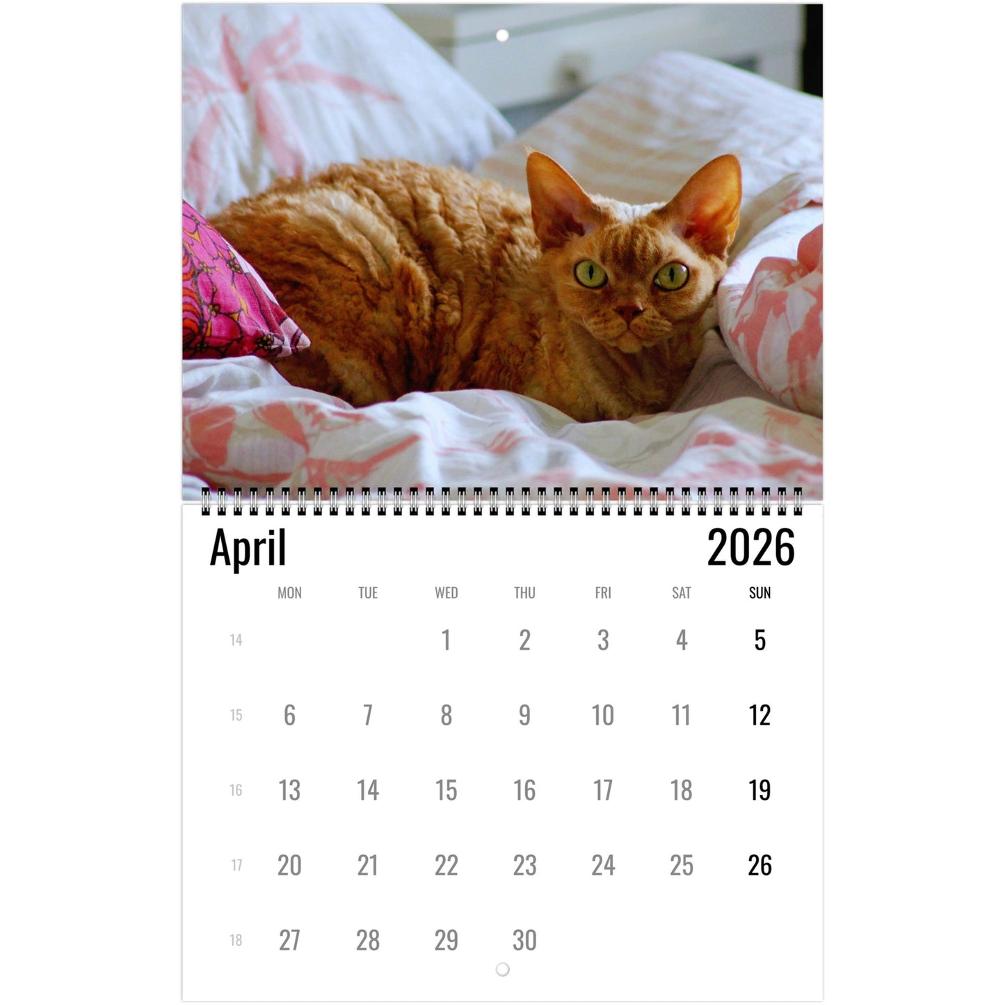2026 Devon Rex Calendar