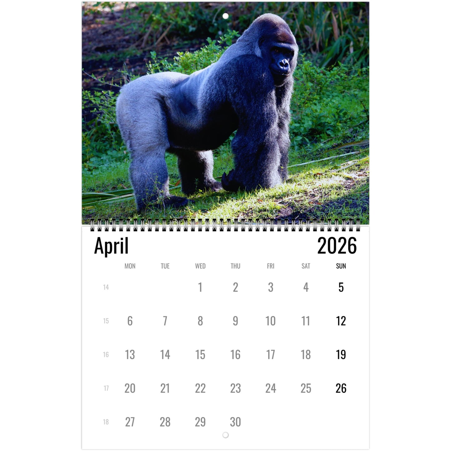2026 Gorilla Calendar