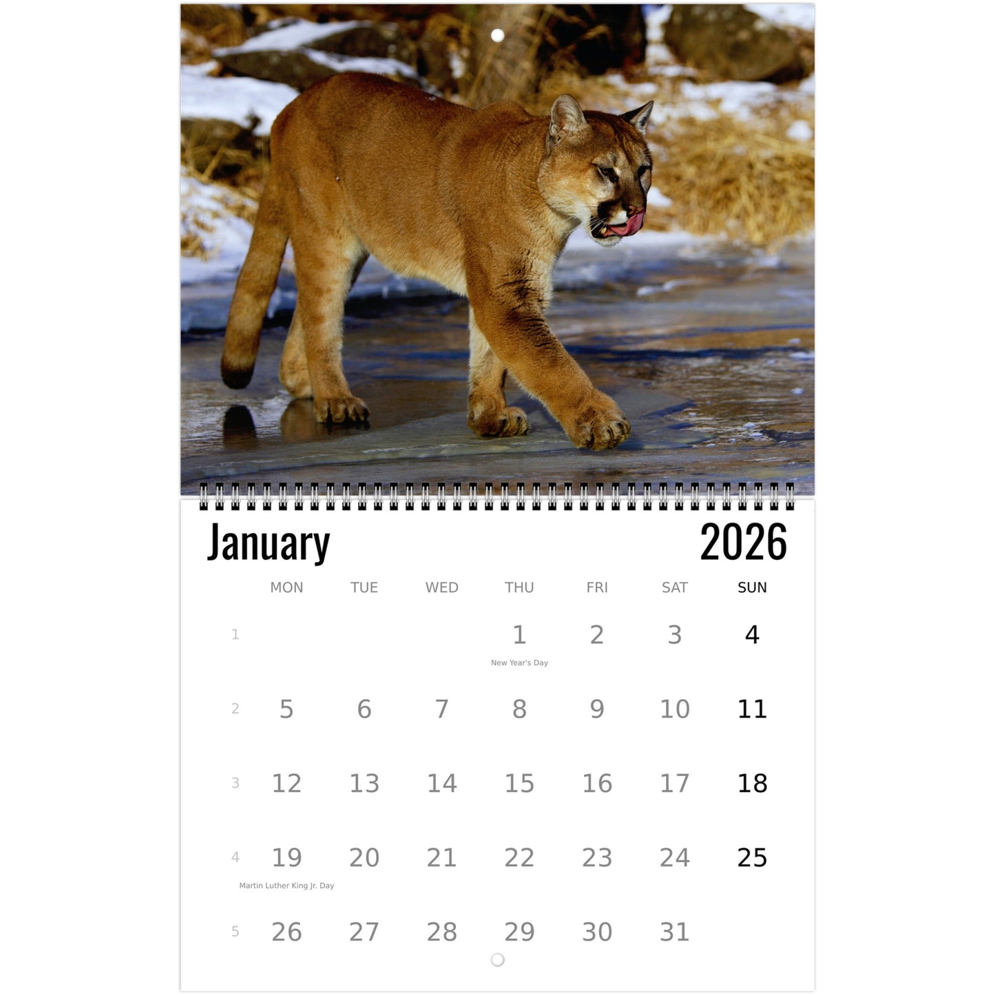 2026 Mountain Lion Calendar