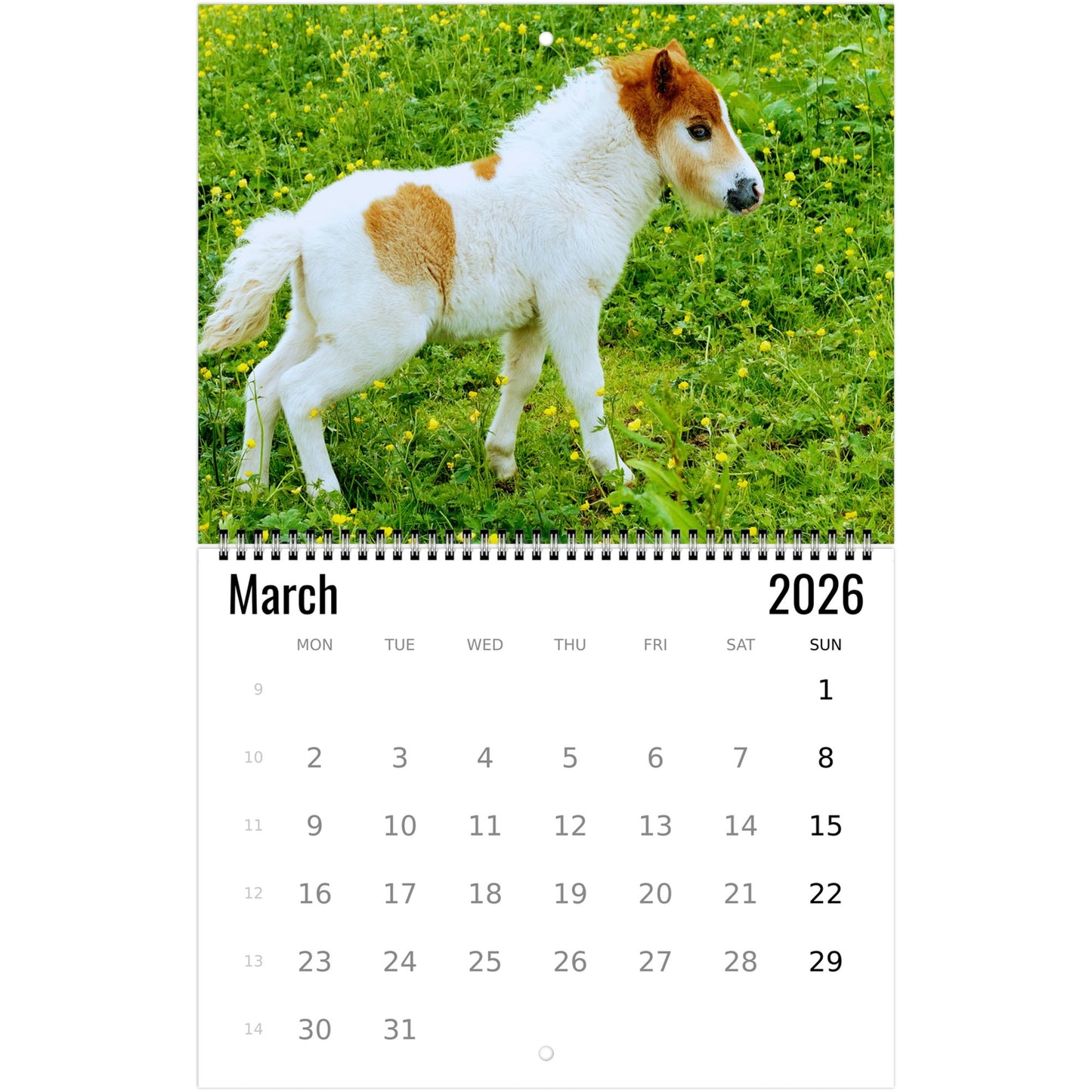 2026 pony calendar