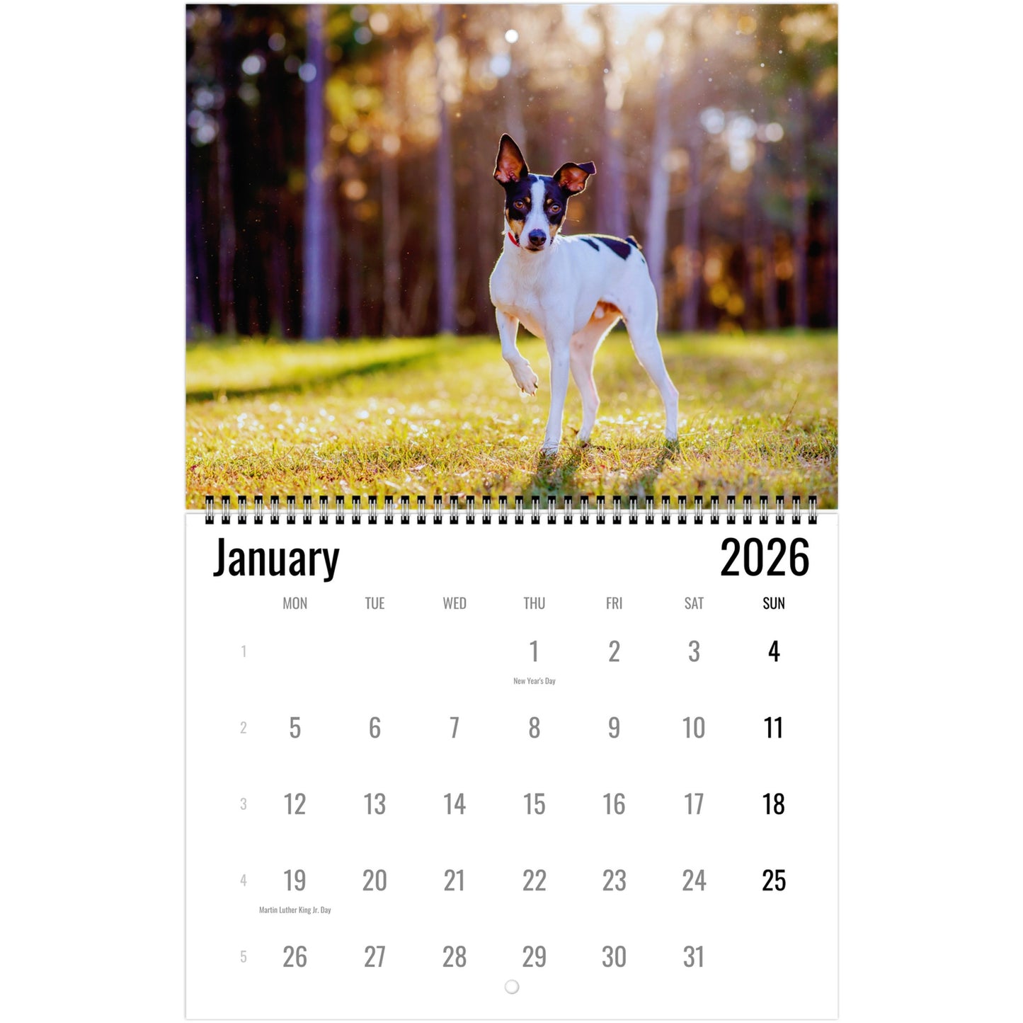 Rat Terrier Wall Calendar 2026 1