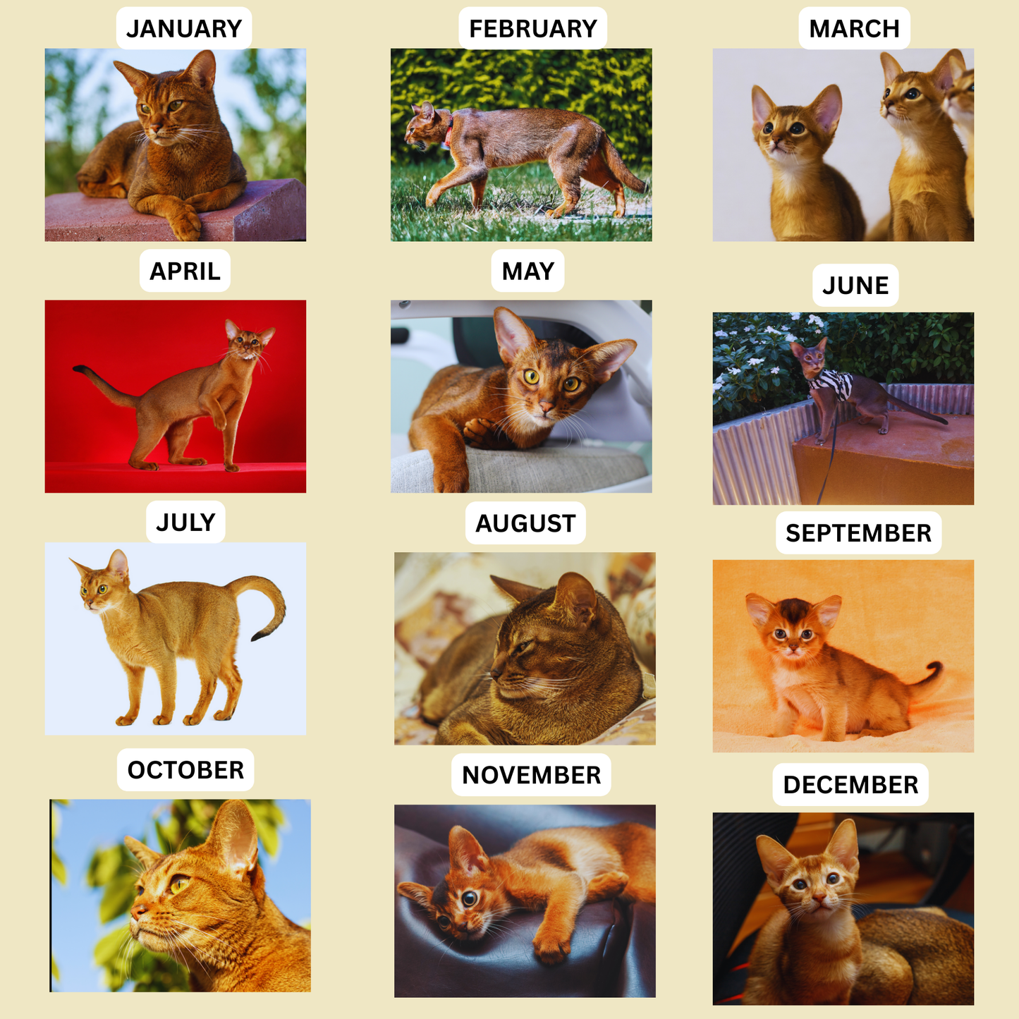 Abyssinian Wall Calendar 2026