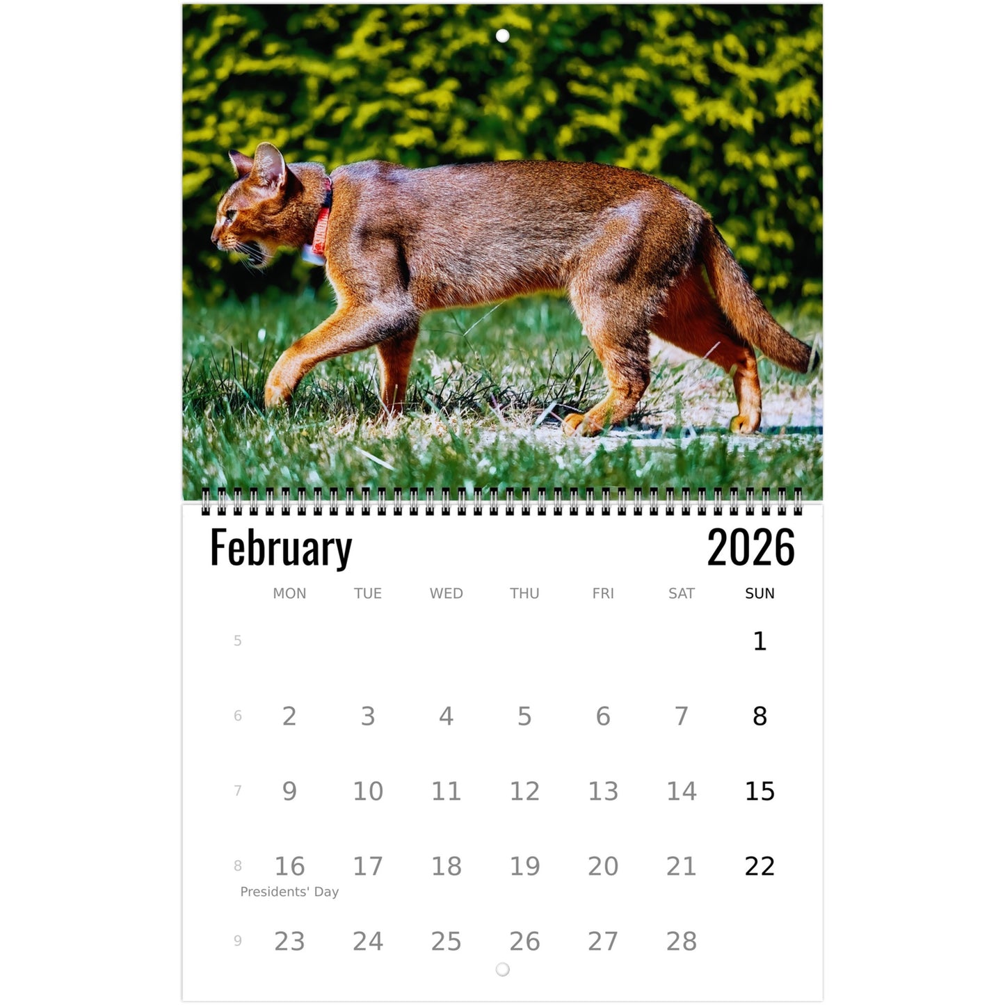 Abyssinian Wall Calendar 2026