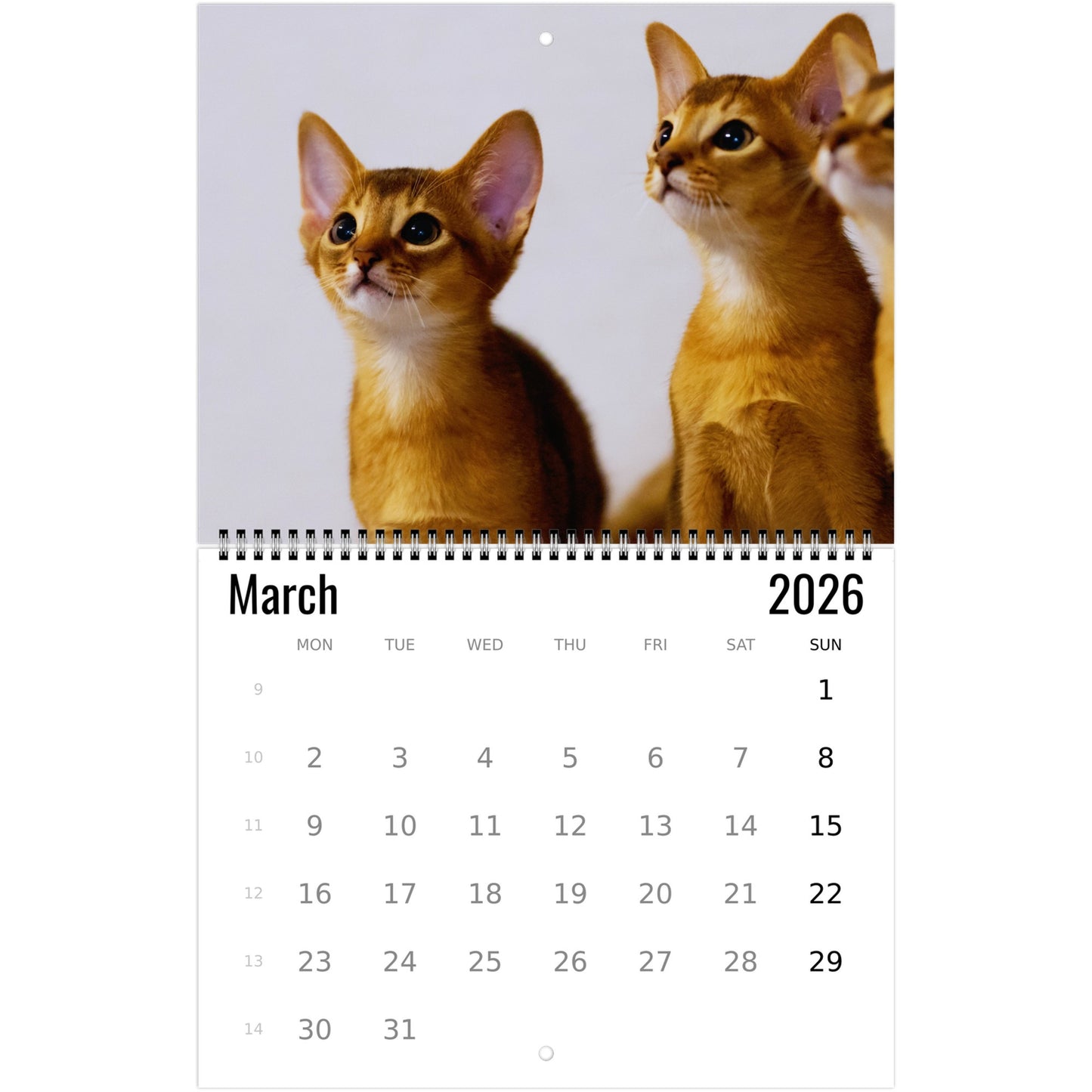 Abyssinian Wall Calendar 2026