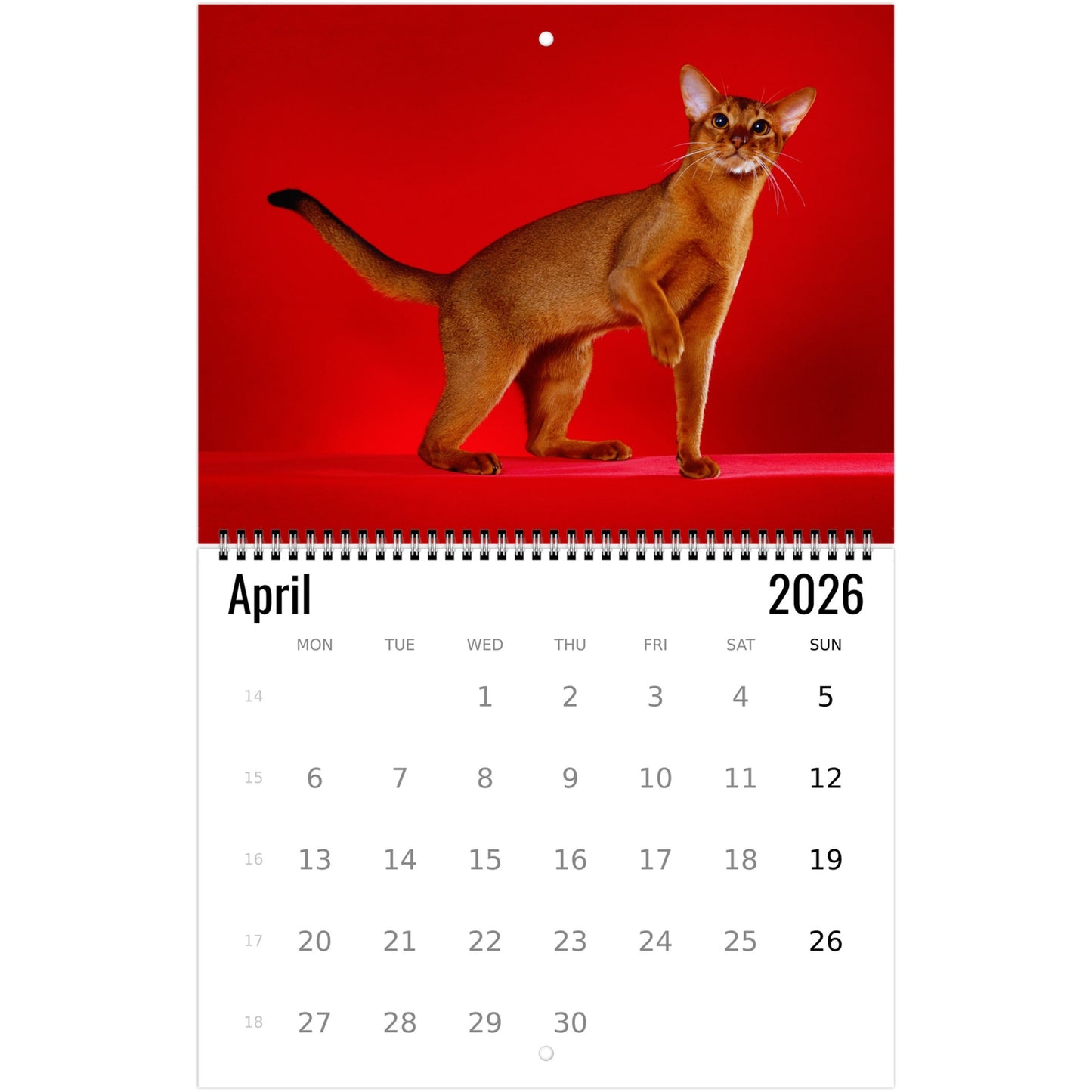 Abyssinian Wall Calendar 2026