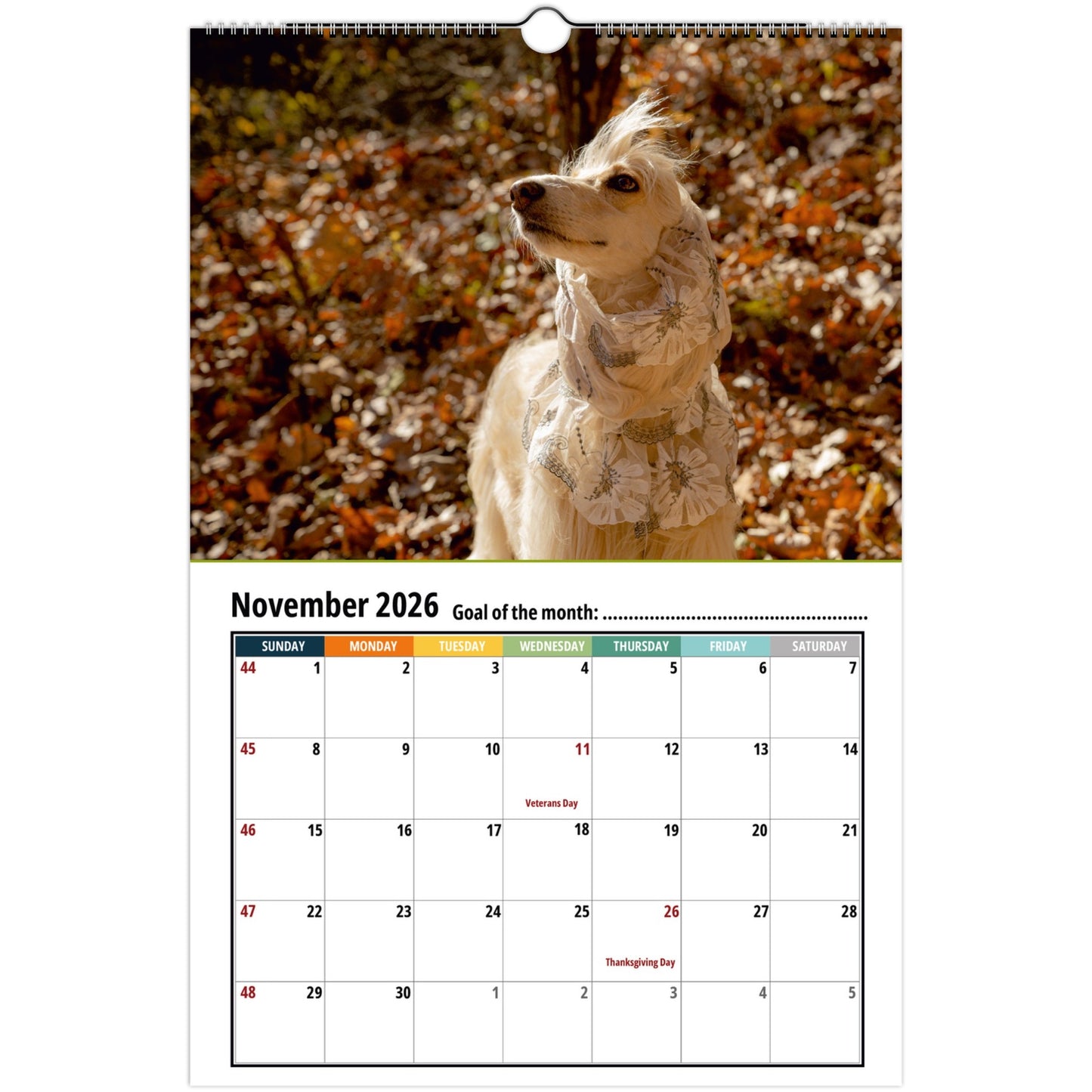 Afghan Hound Wall Calendar 2026 1