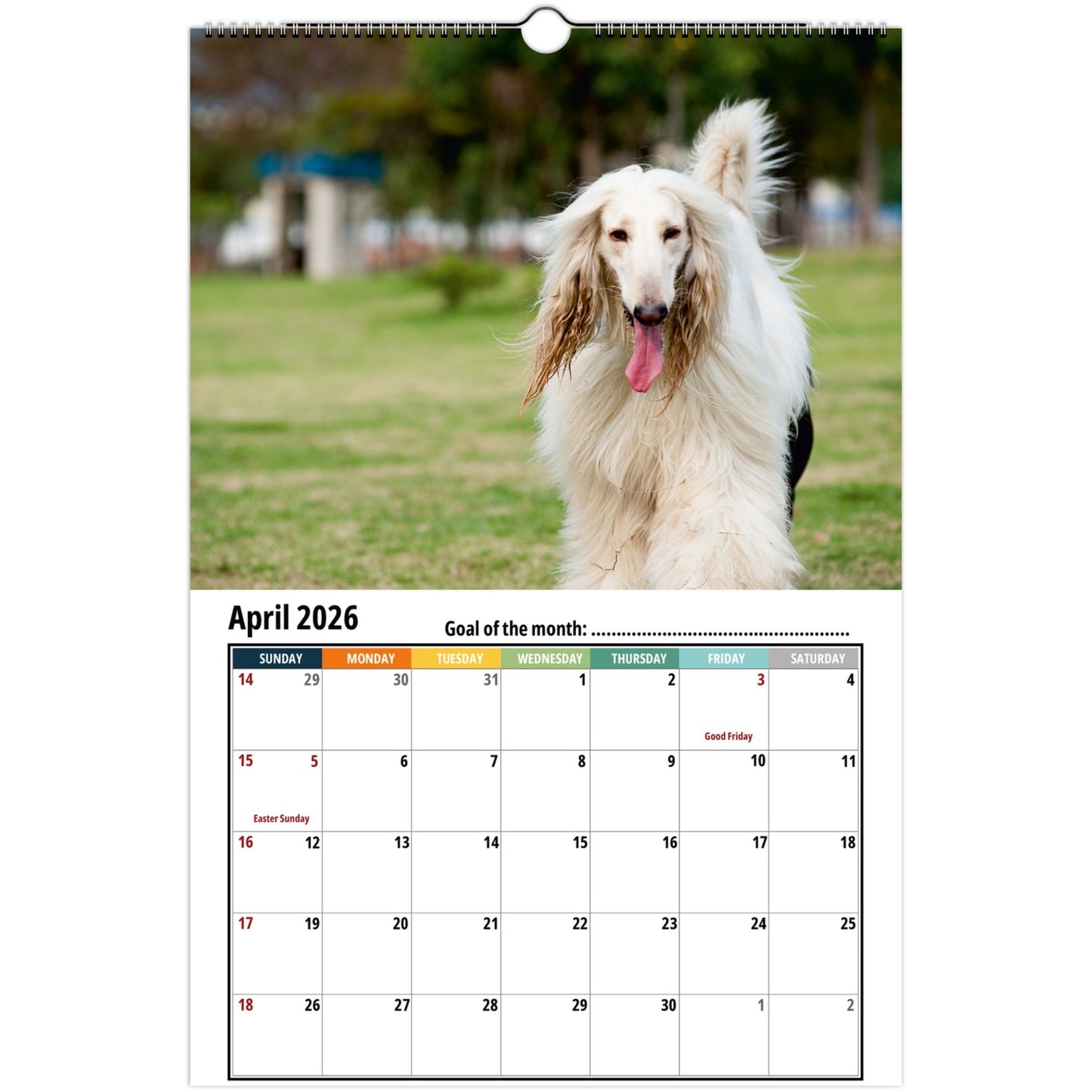 Afghan Hound Wall Calendar 2026 2