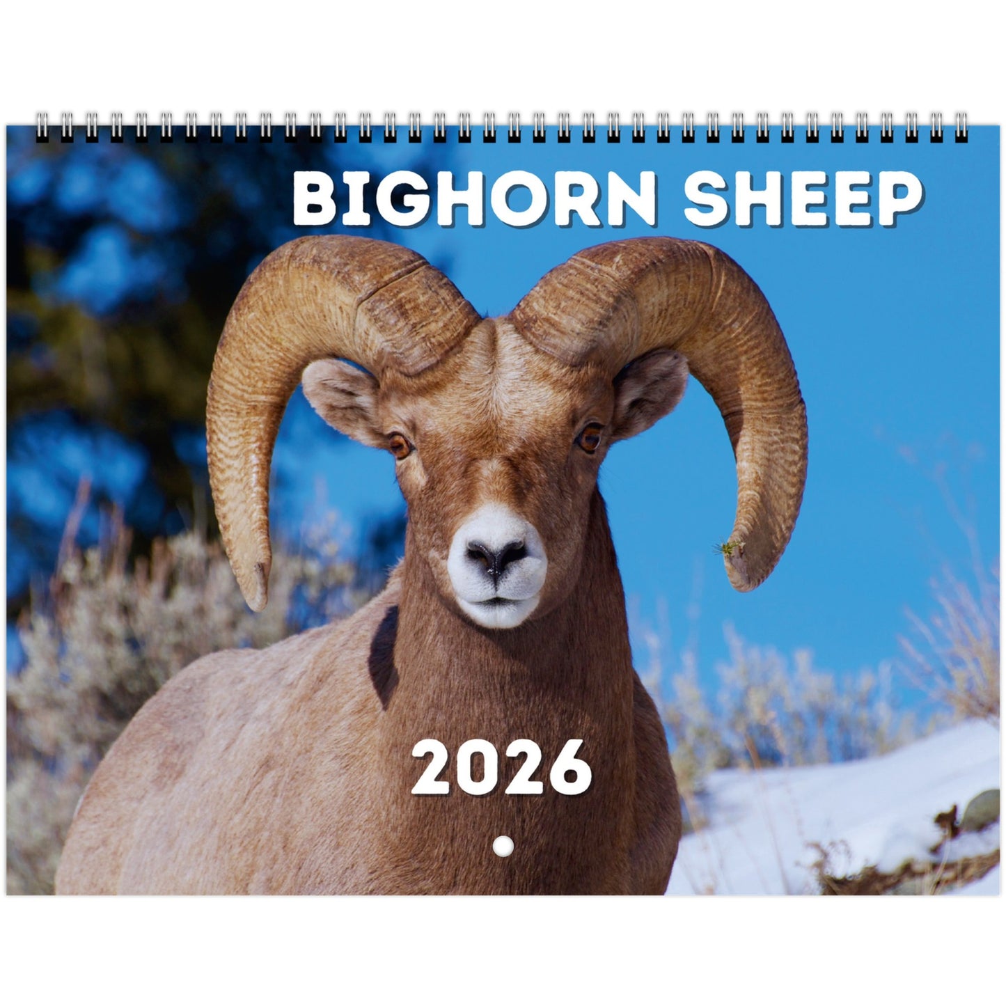 Bighorn Sheep Wall Calendar 2026