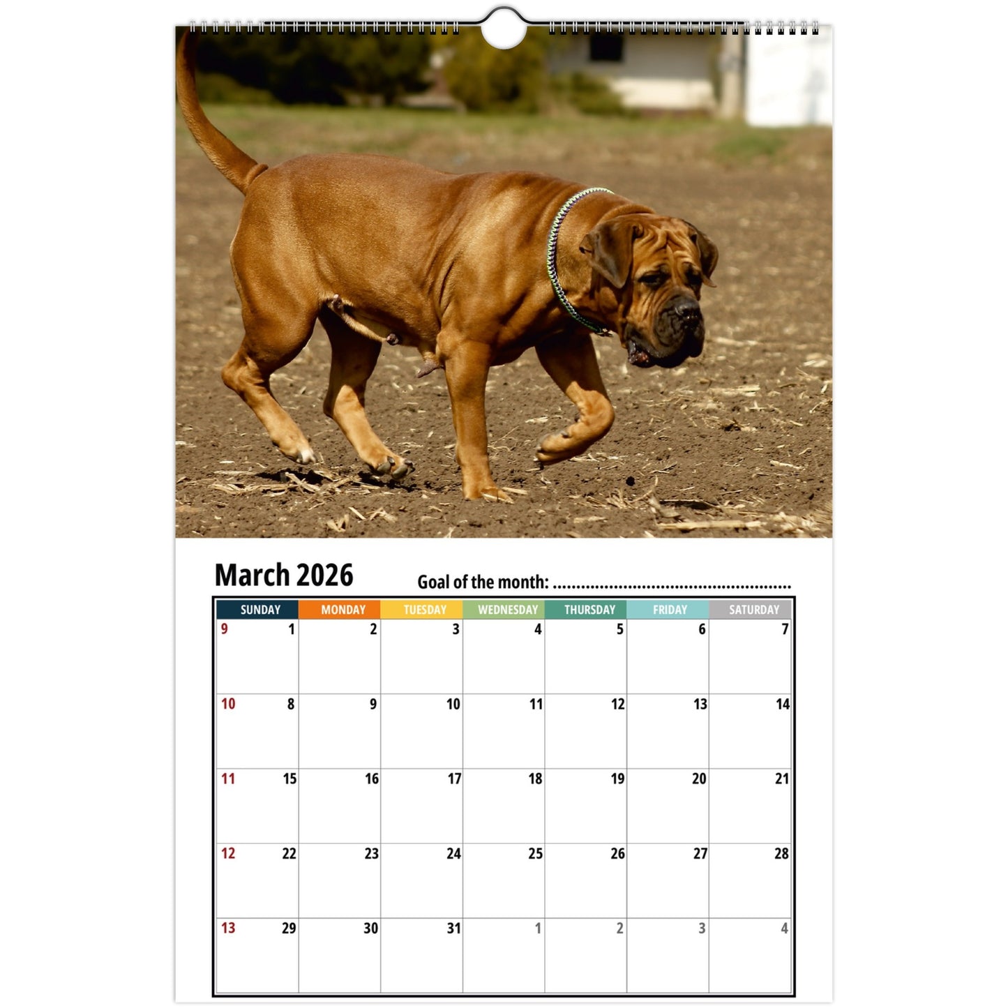 Boerboel Wall Calendar 2026 3