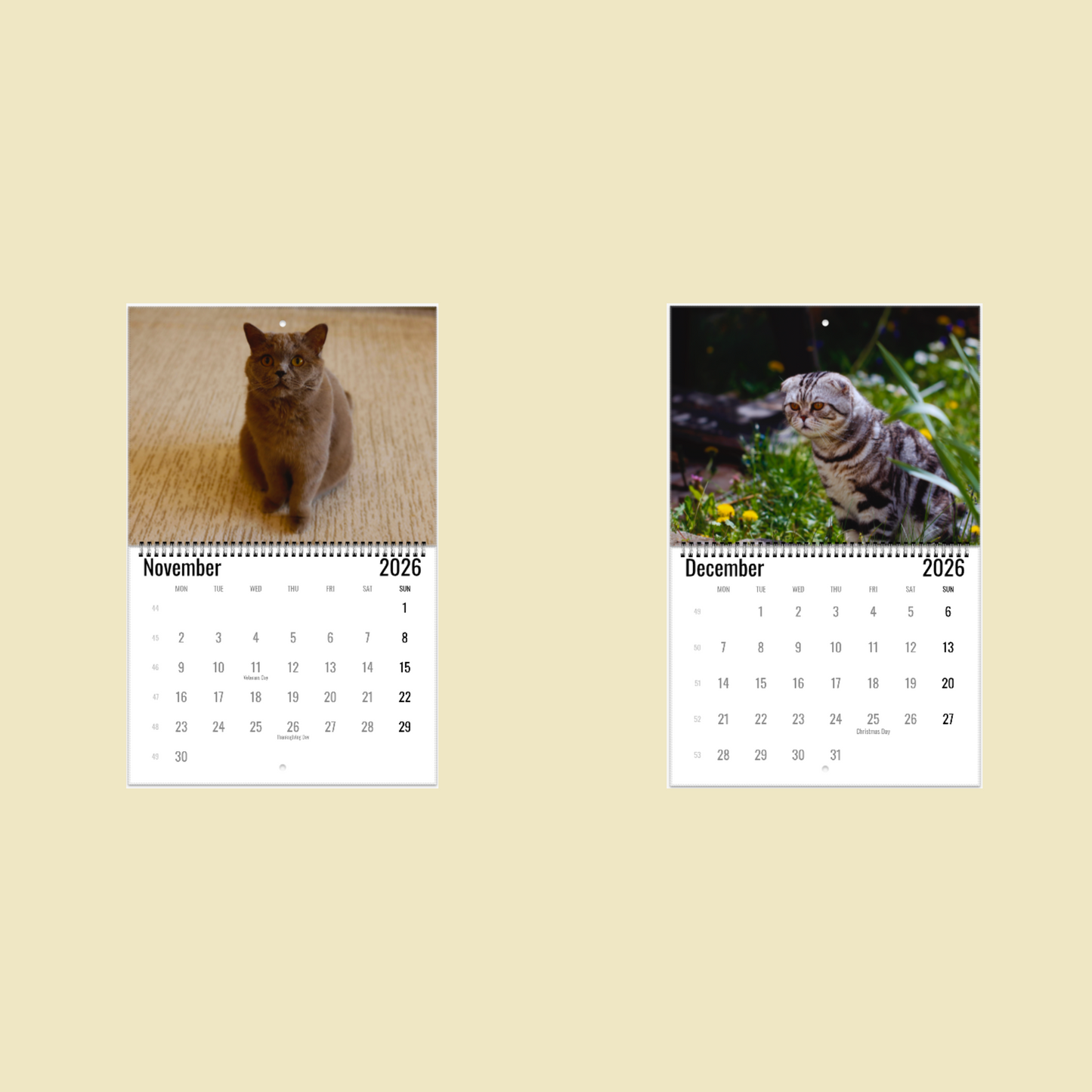 British Shorthair Cat Wall Calendar 2026