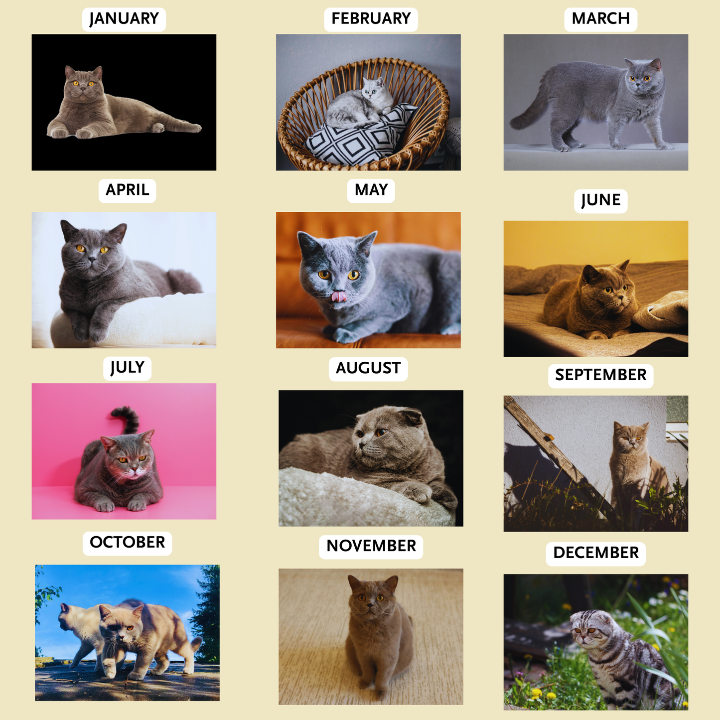 British Shorthair Cat Calendar 2026
