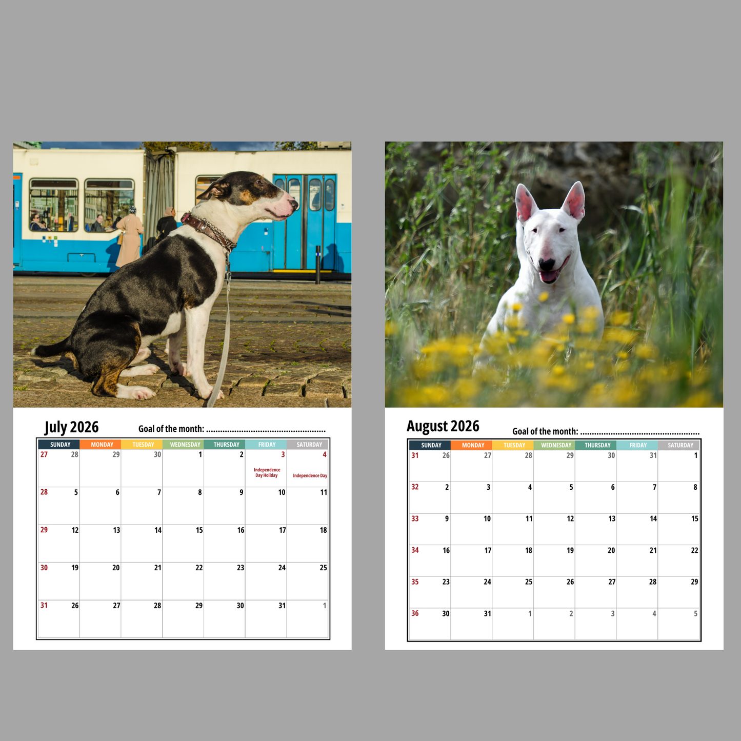 Bull Terrier Wall Calendar 2026