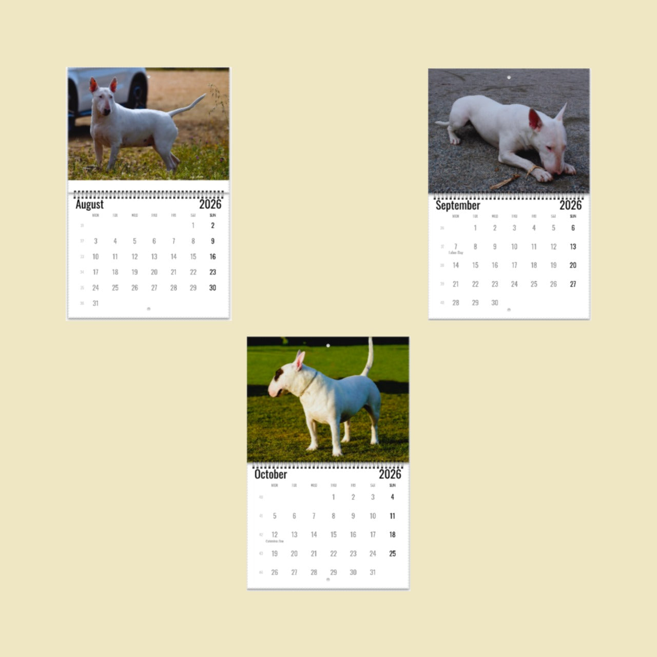 Bull Terrier Wall Calendar 2026