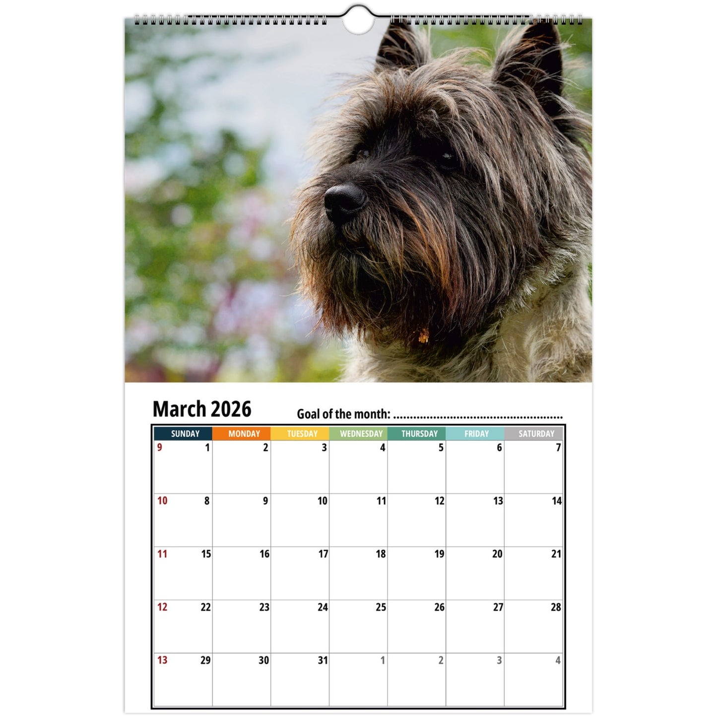 Cairn Terrier Wall Calendar 2026 1