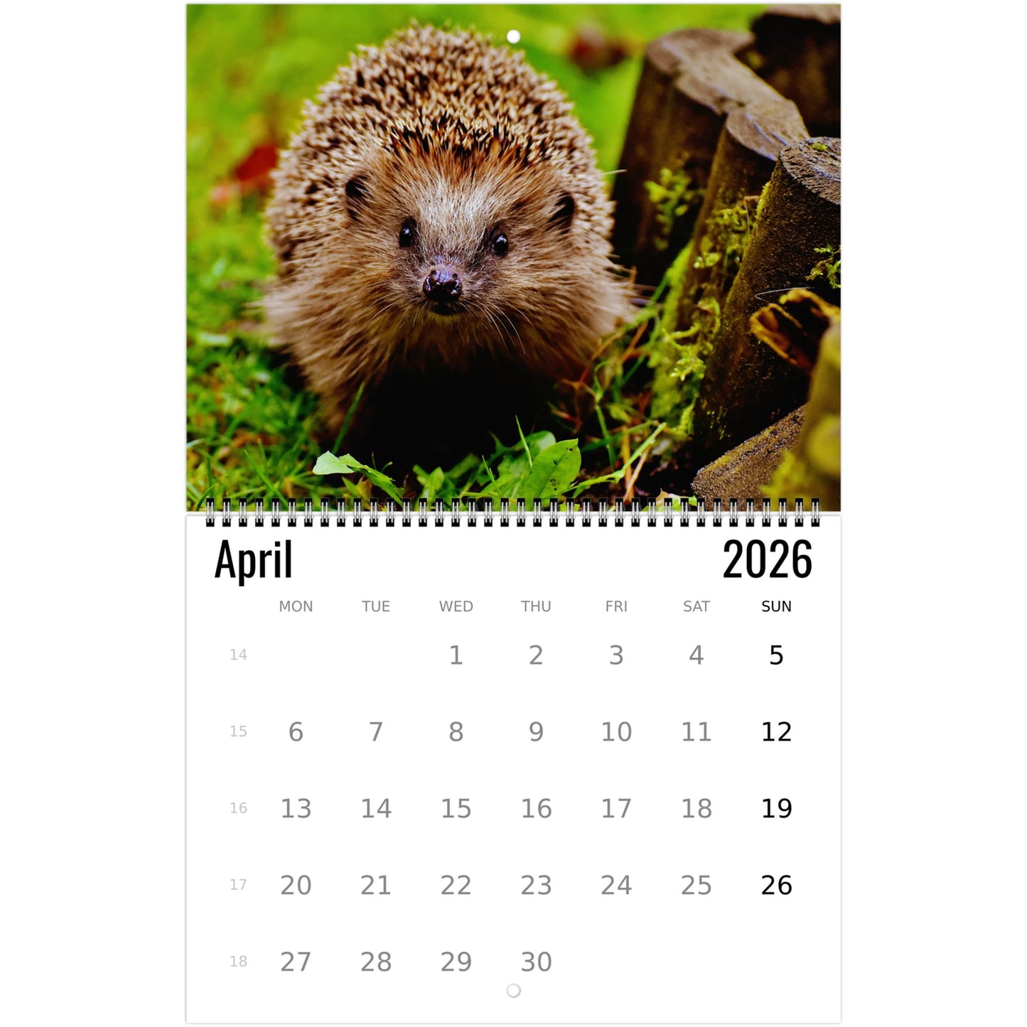 Calendar page for April 2026 featuring a hedgehog on a white background