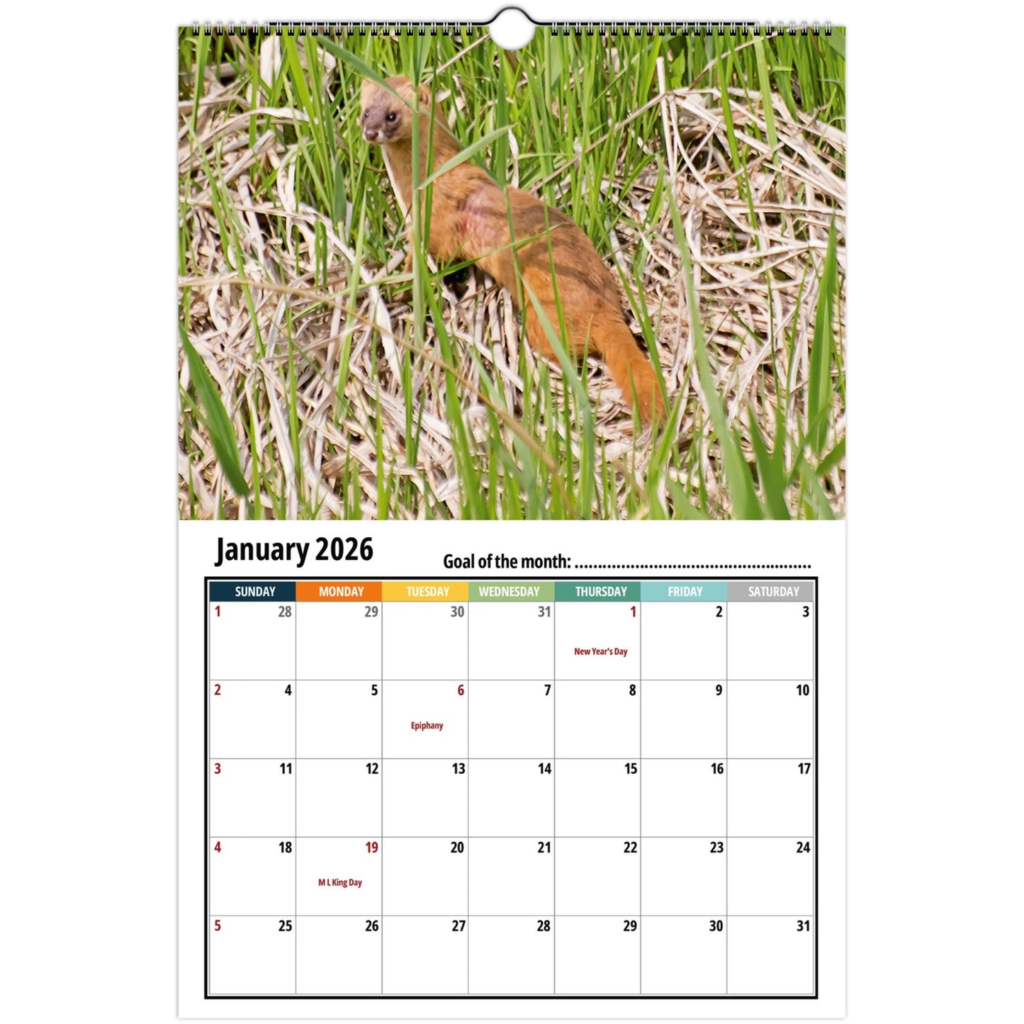 Calendar with a weasel in grass for January 2026