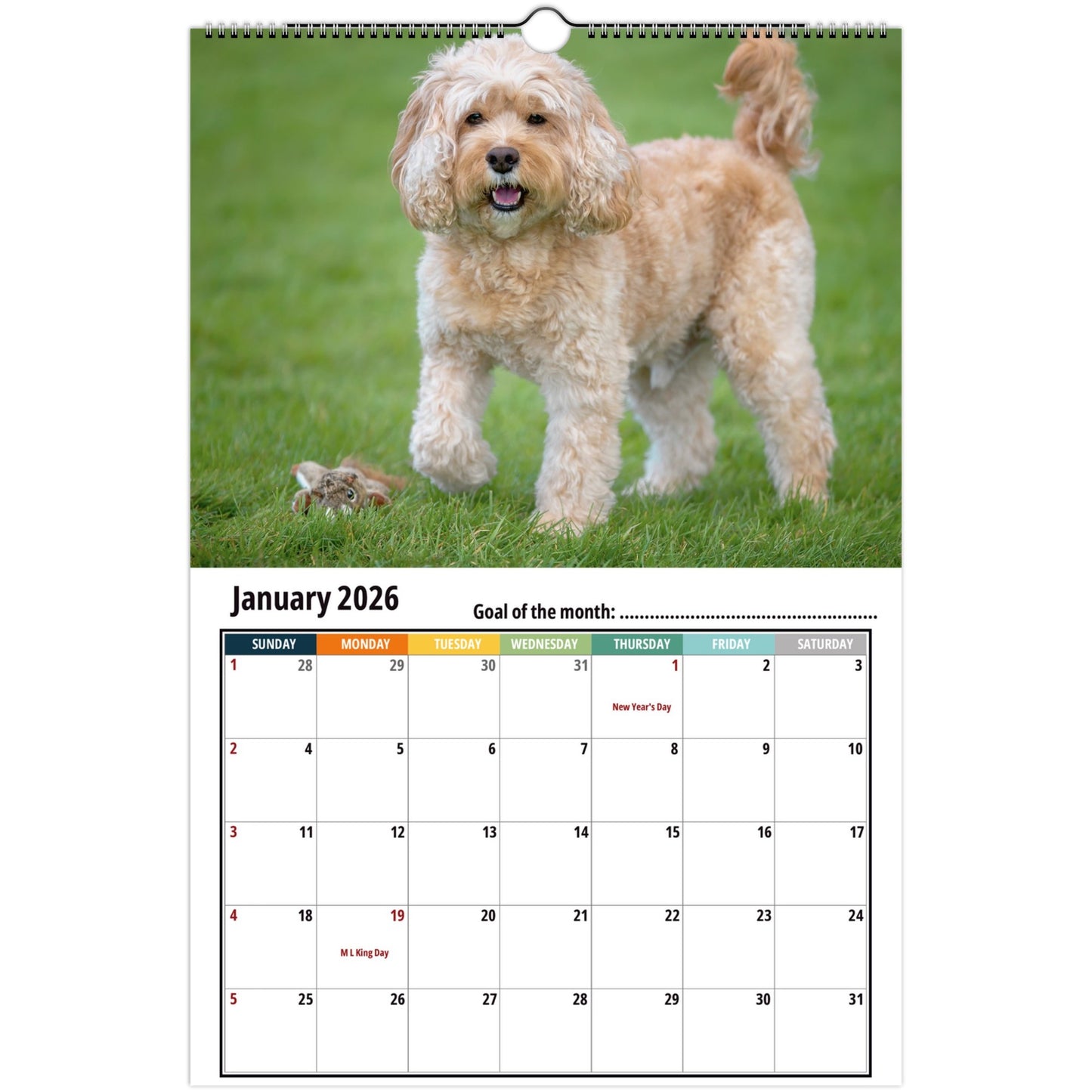 Cavapoo Calendar 2026