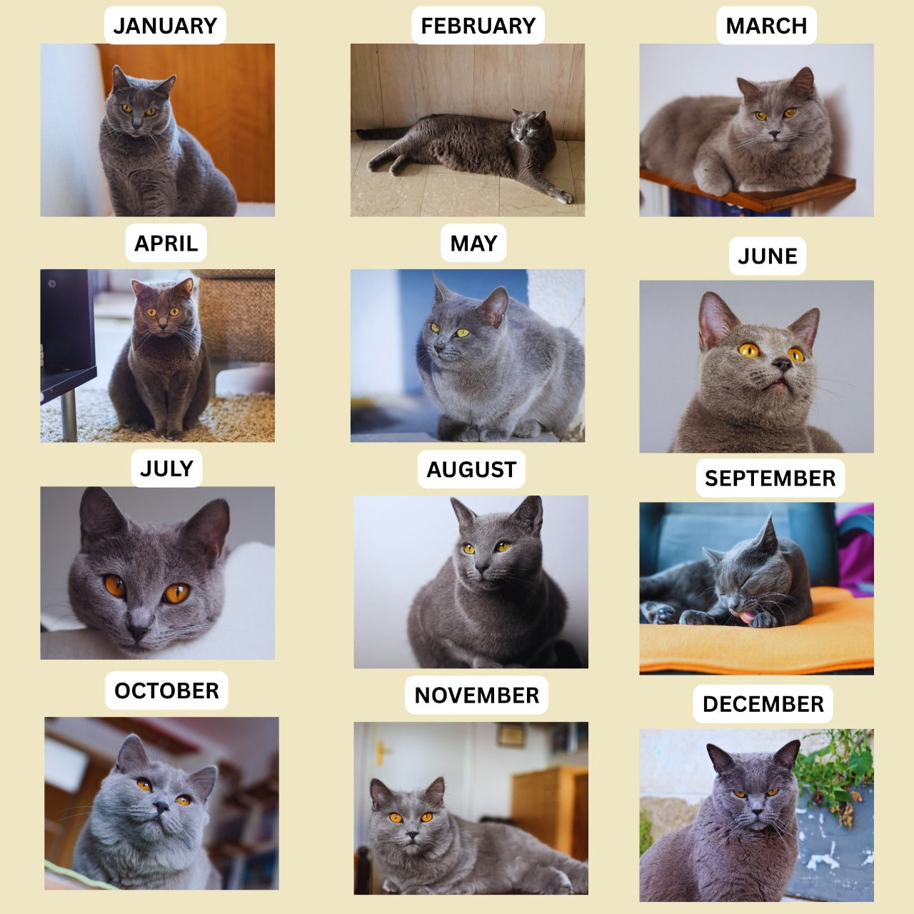 Chartreux Cat Calendar 2026