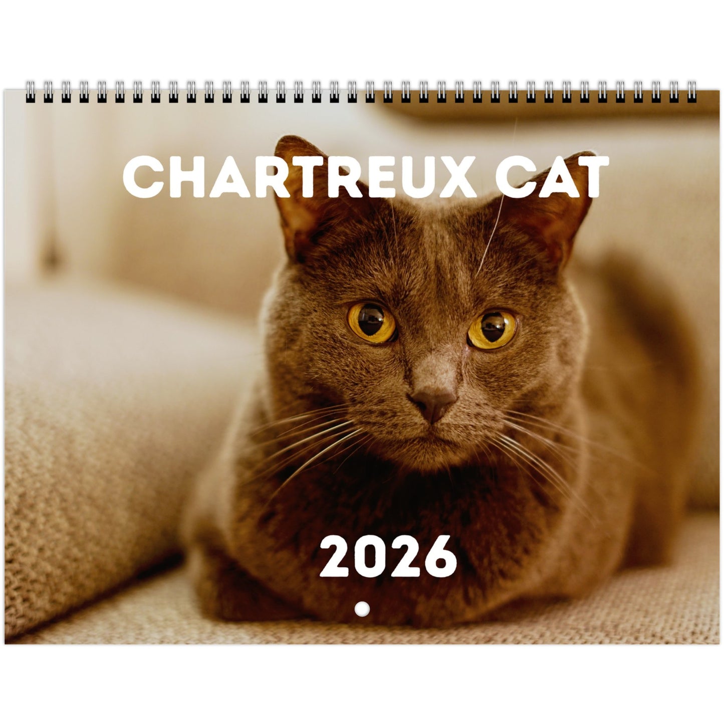 Chartreux Cat Wall Calendar 2026