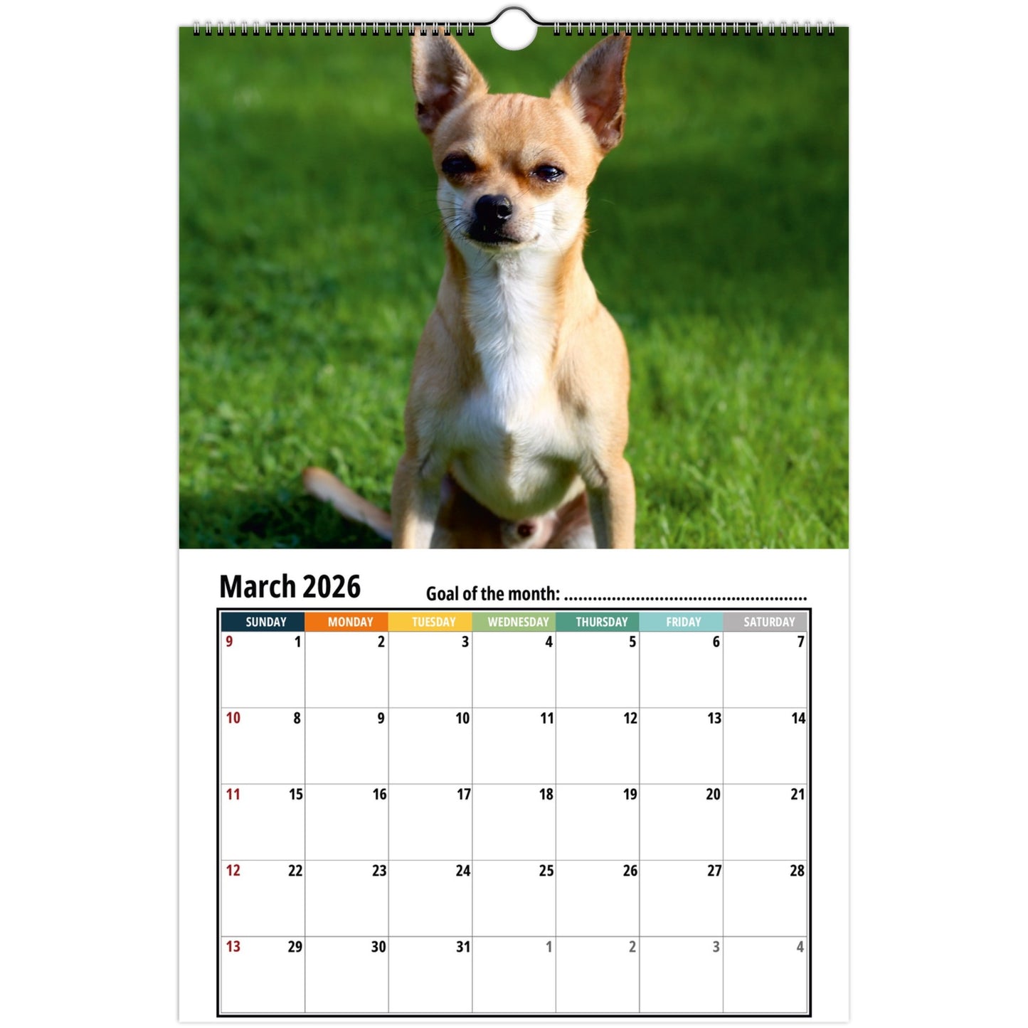 Chihuahua Wall Calendar 2026