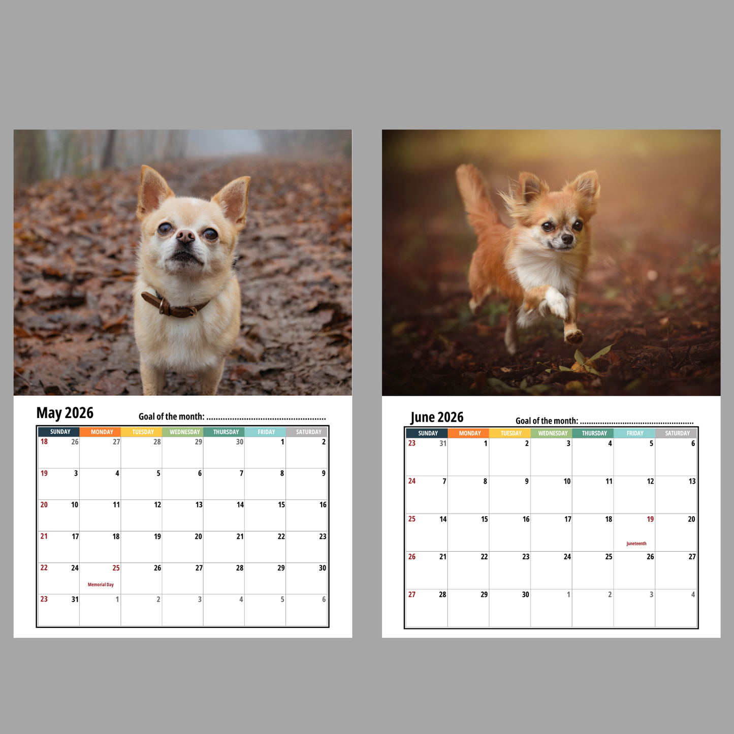 Chihuahua Wall Calendar 2026