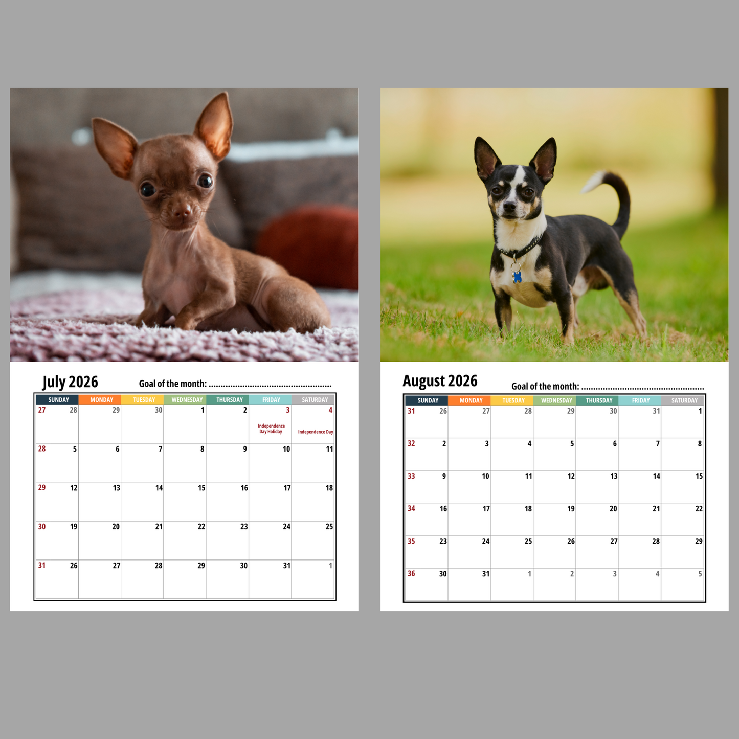 Chihuahua Wall Calendar 2026