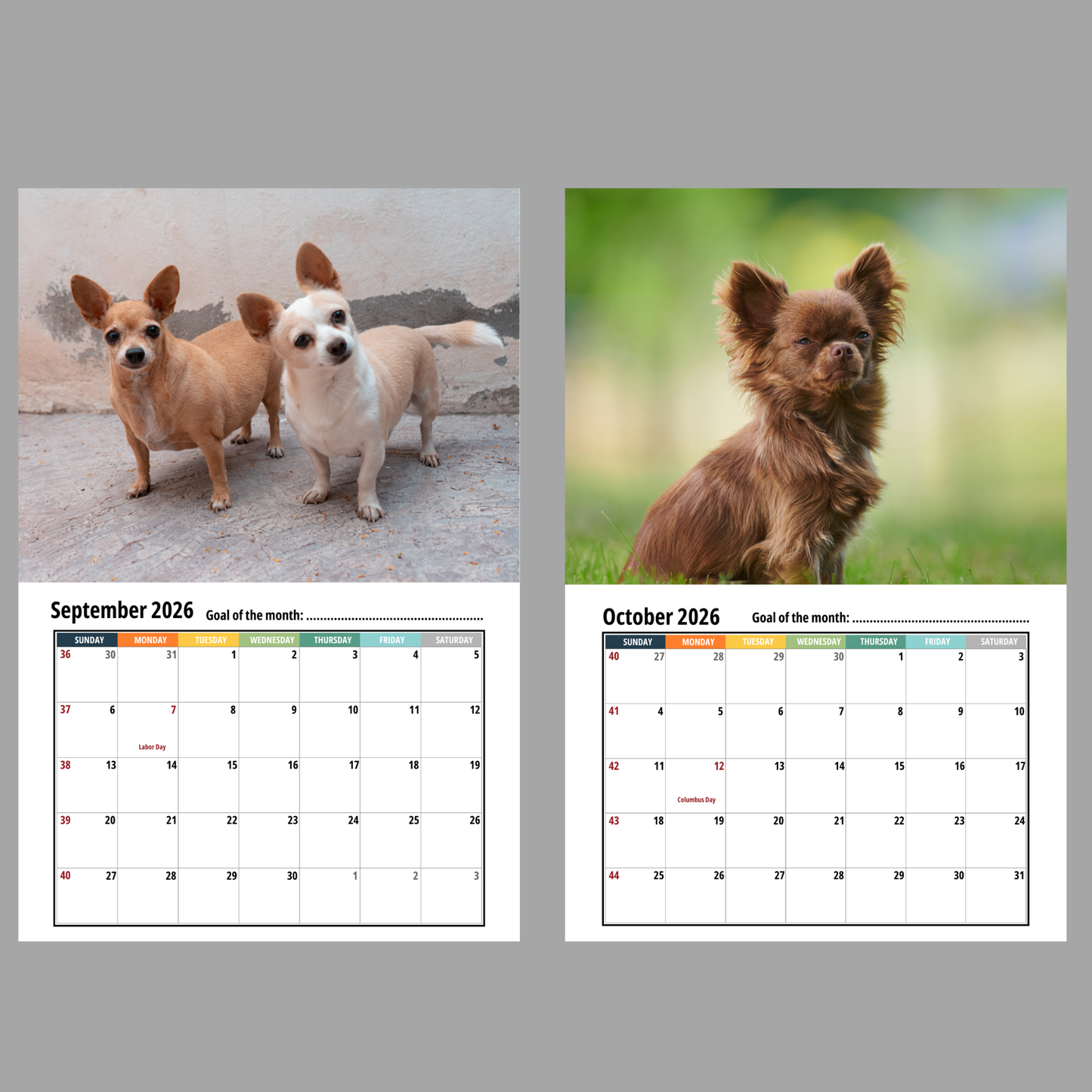 Chihuahua Wall Calendar 2026