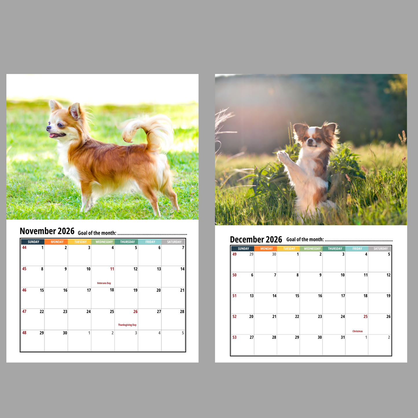 Chihuahua Wall Calendar 2026