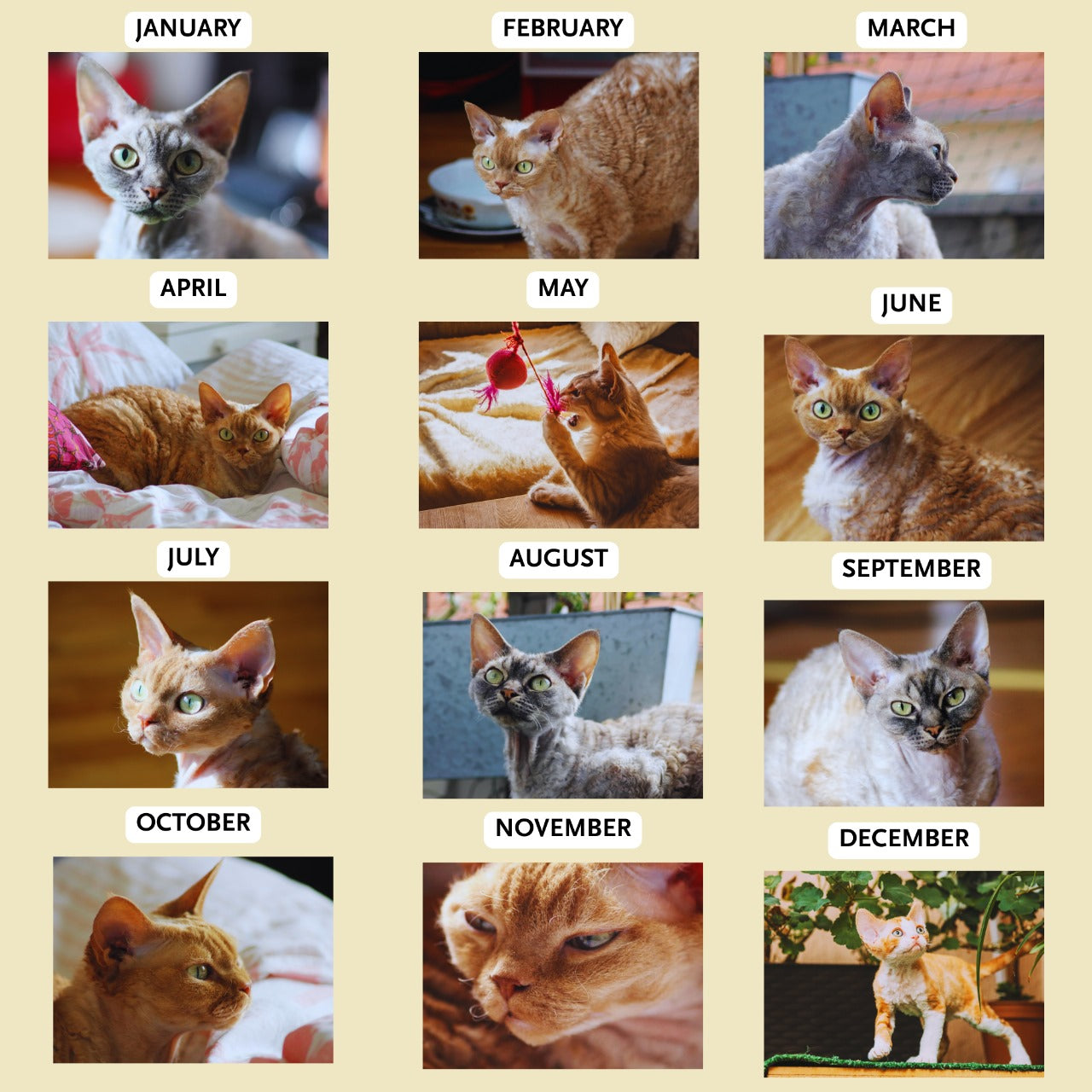 Devon Rex Calendar 2026