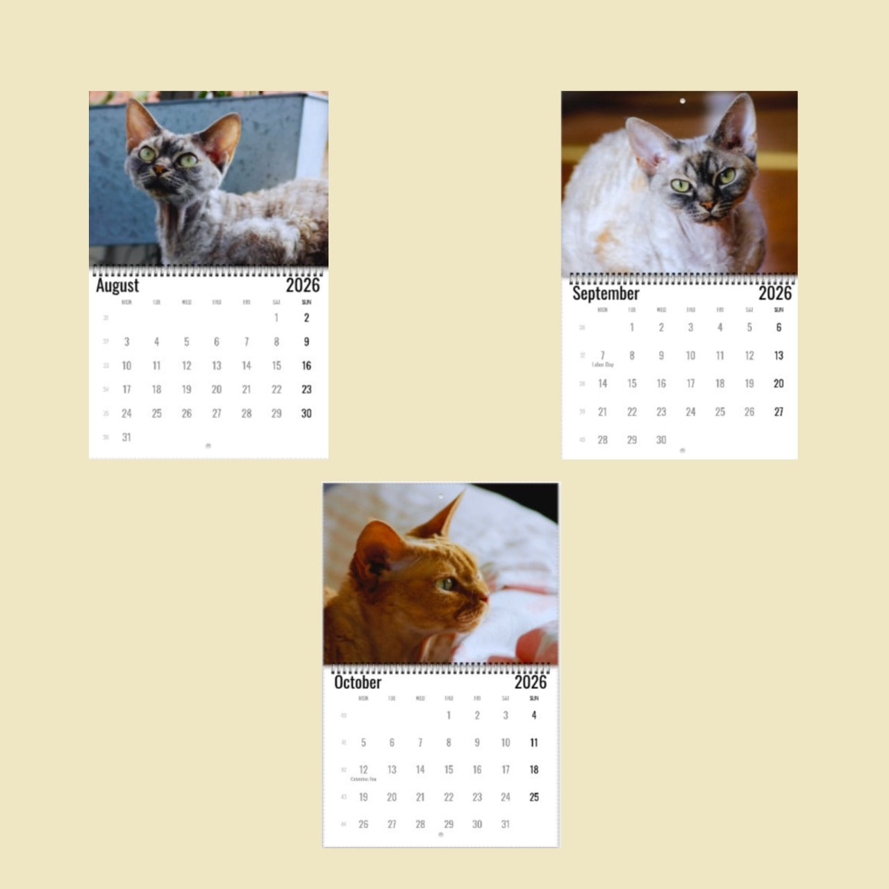Devon Rex Cat Wall Calendar 2026