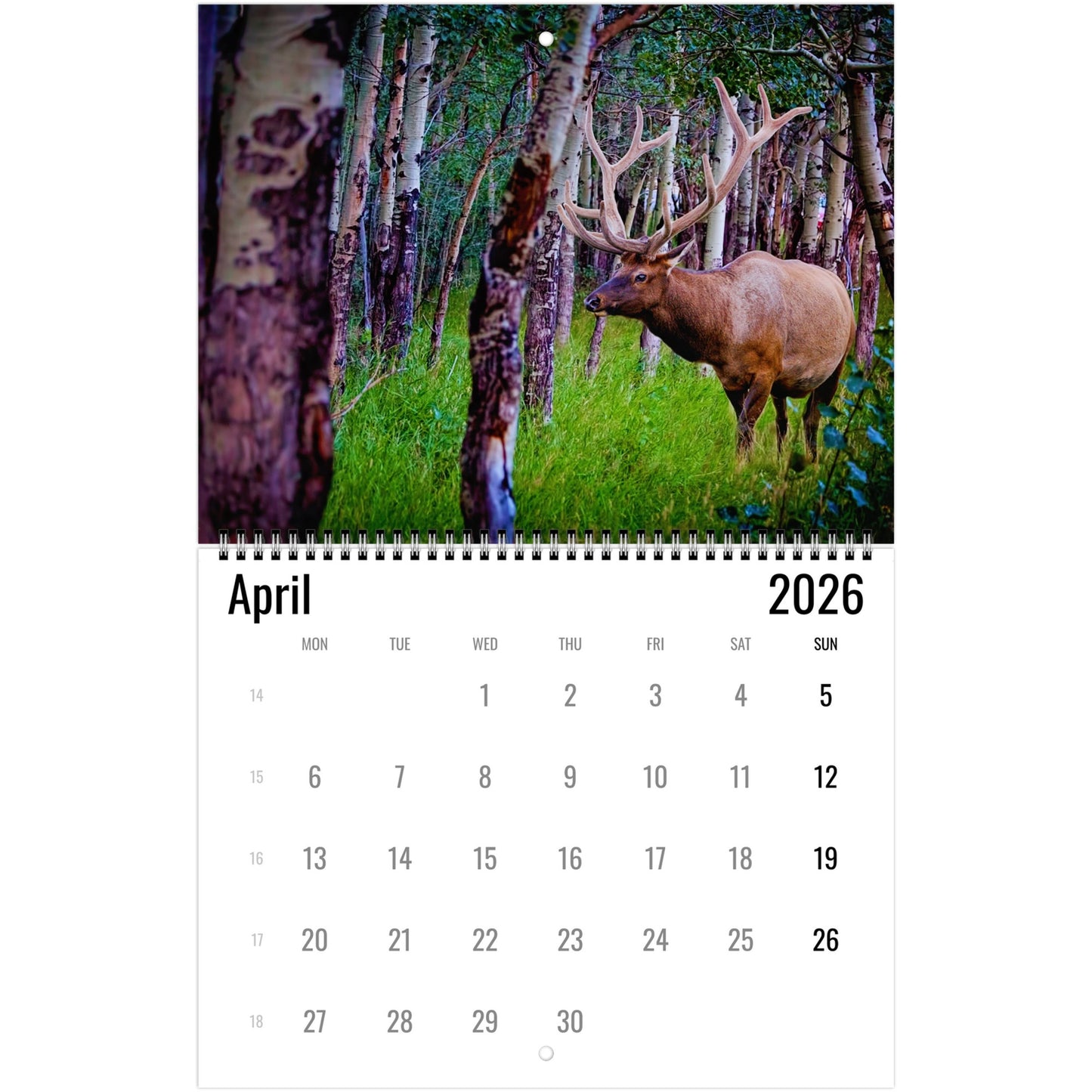 Elk April 2026