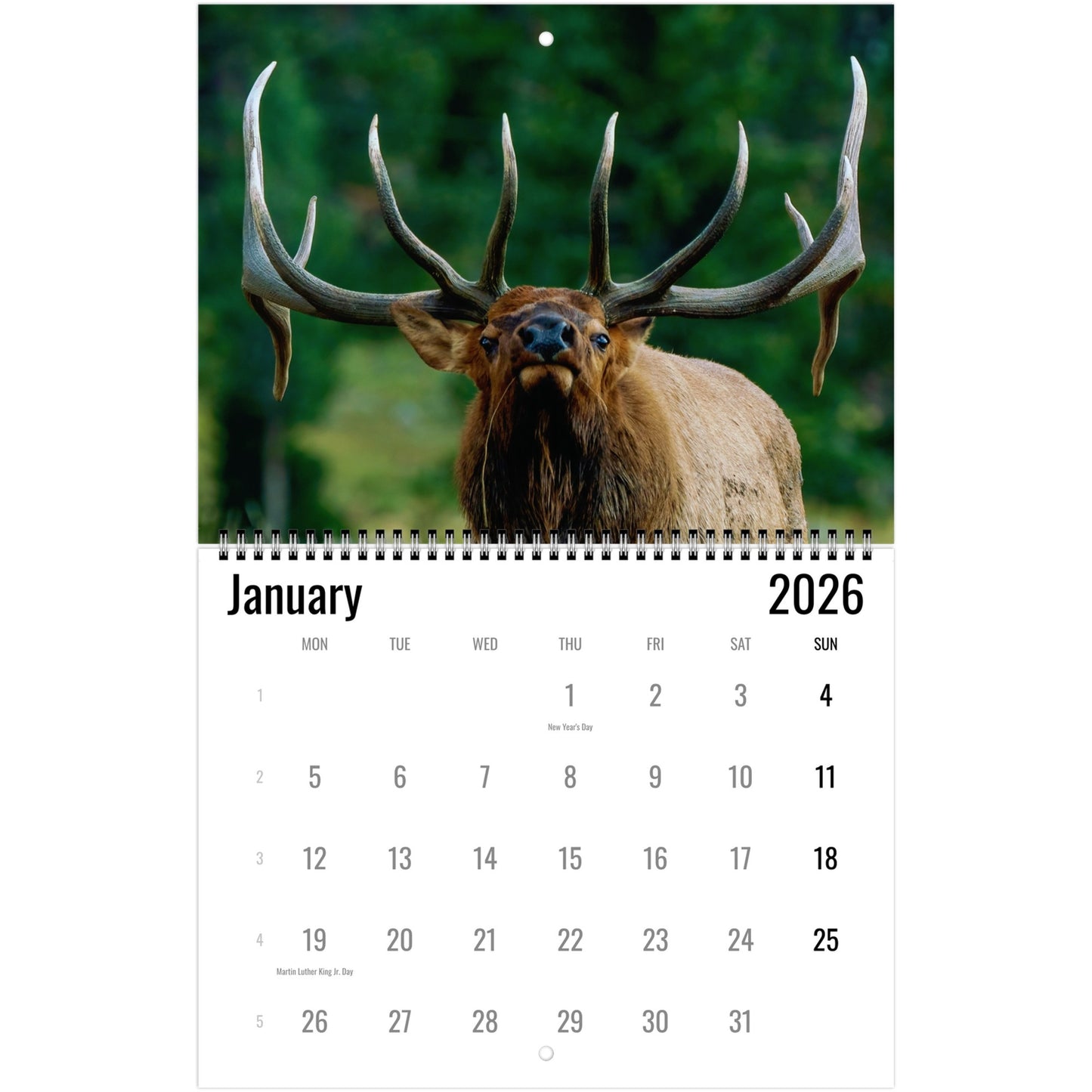 Elk January 2026