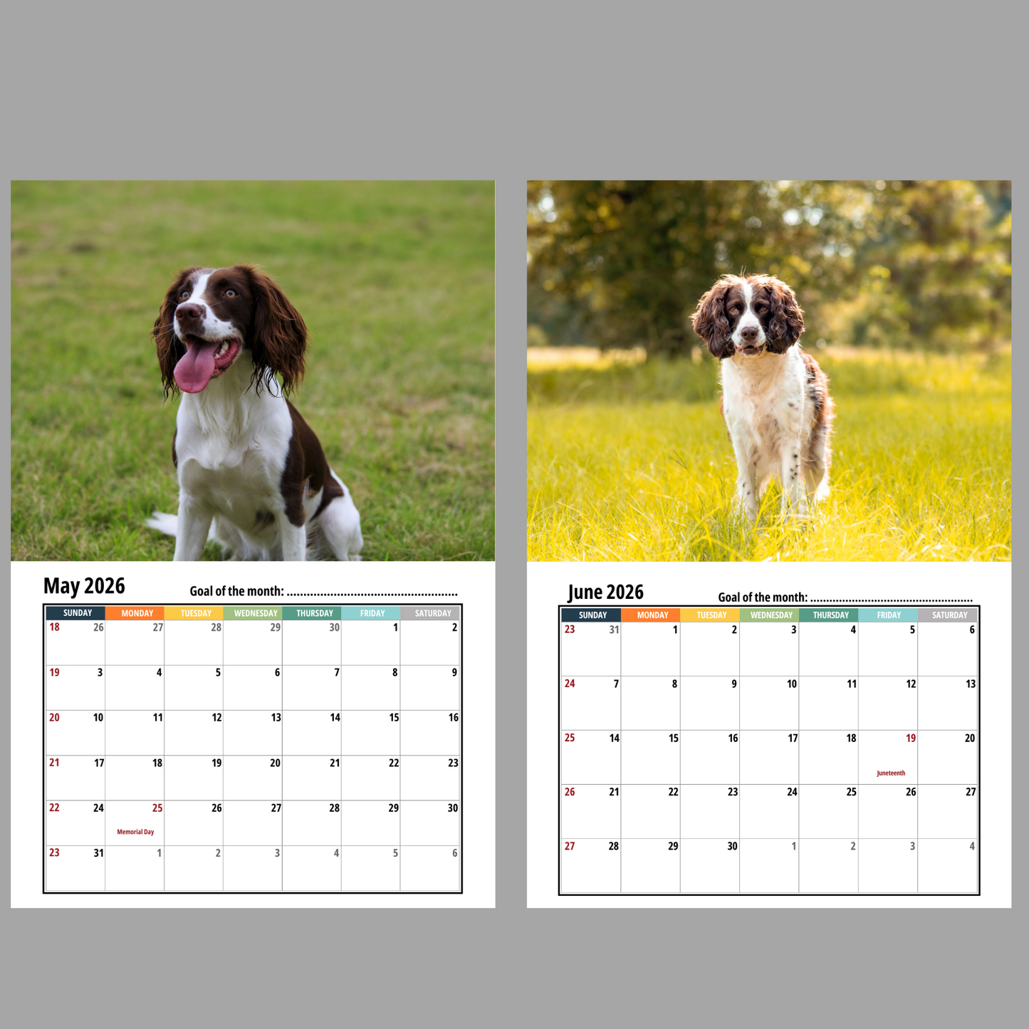 Field Spaniel Calendar 2026