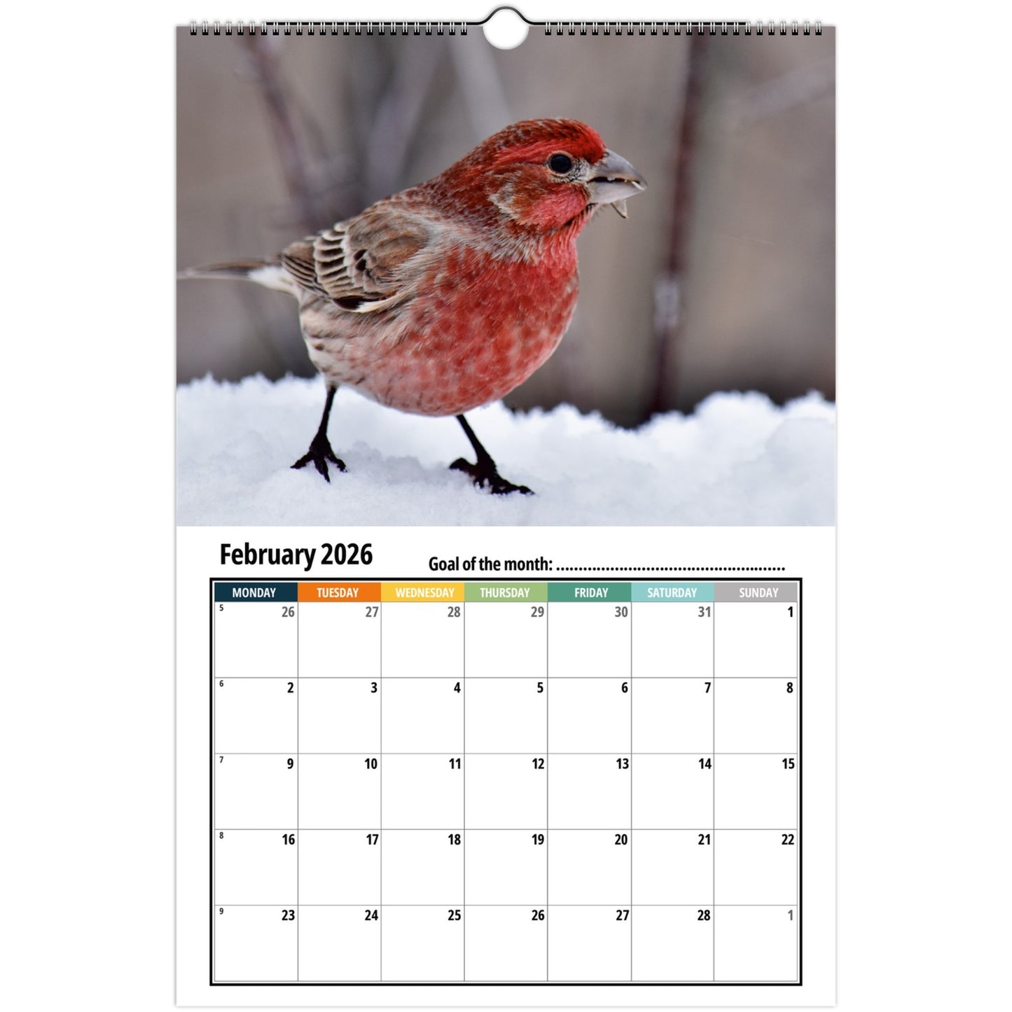 Finches Calendar 2026