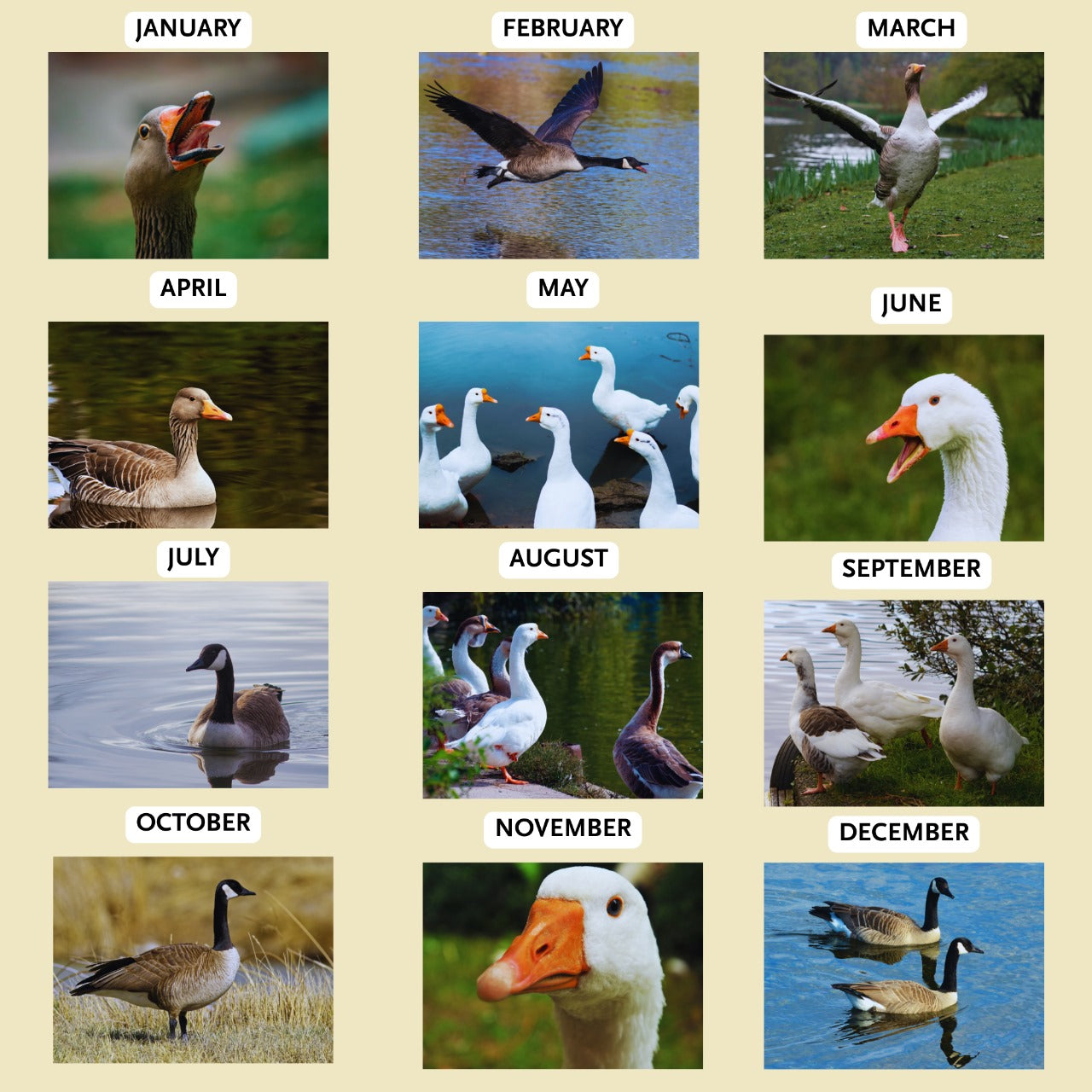 Goose Wall Calendar 2026