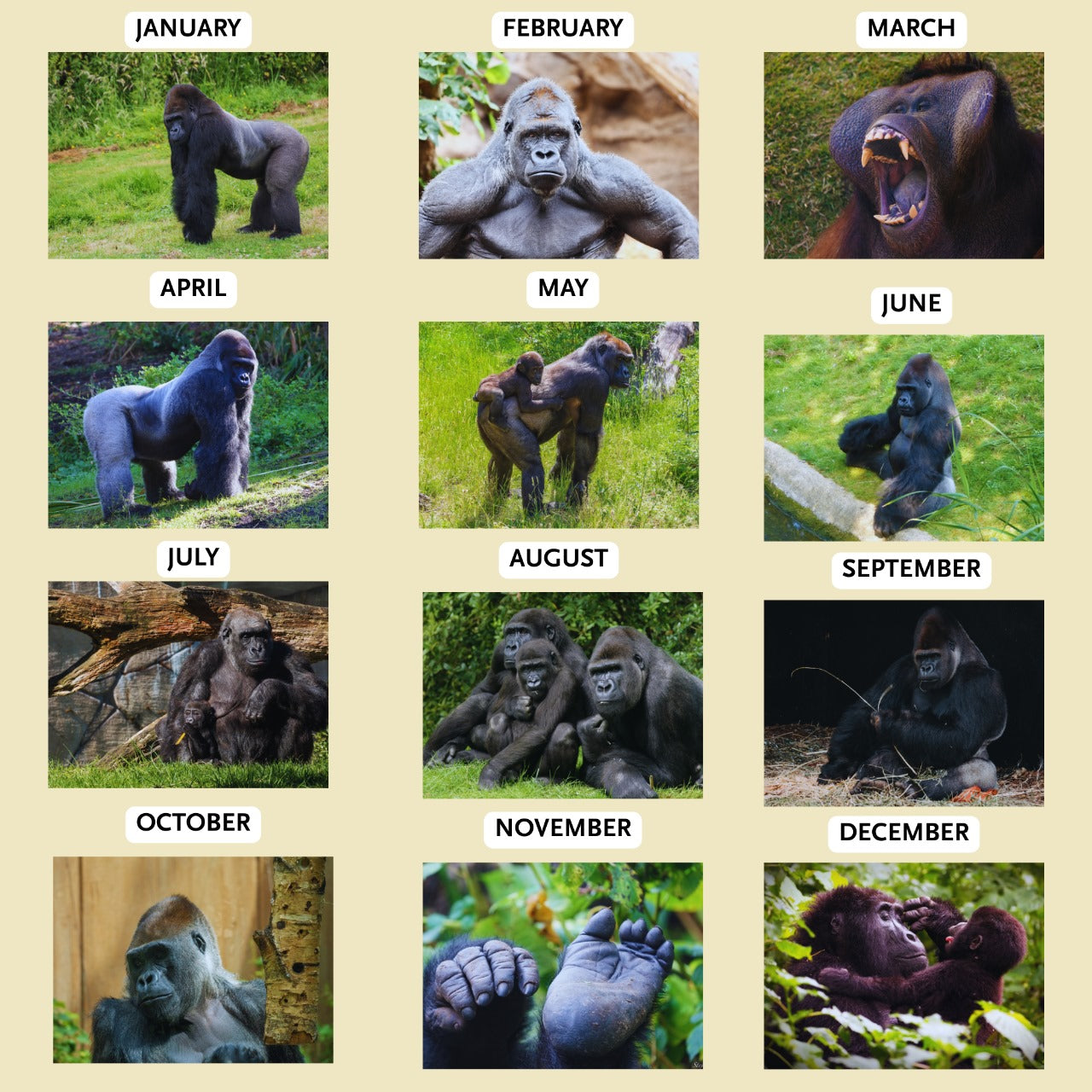 Gorilla Calendar 2026