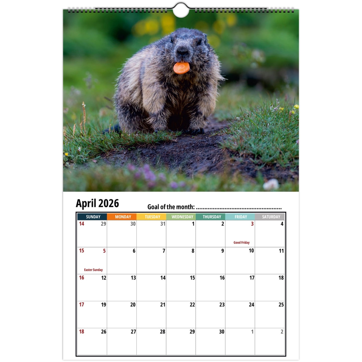 Groundhog Wall Calendar 2026