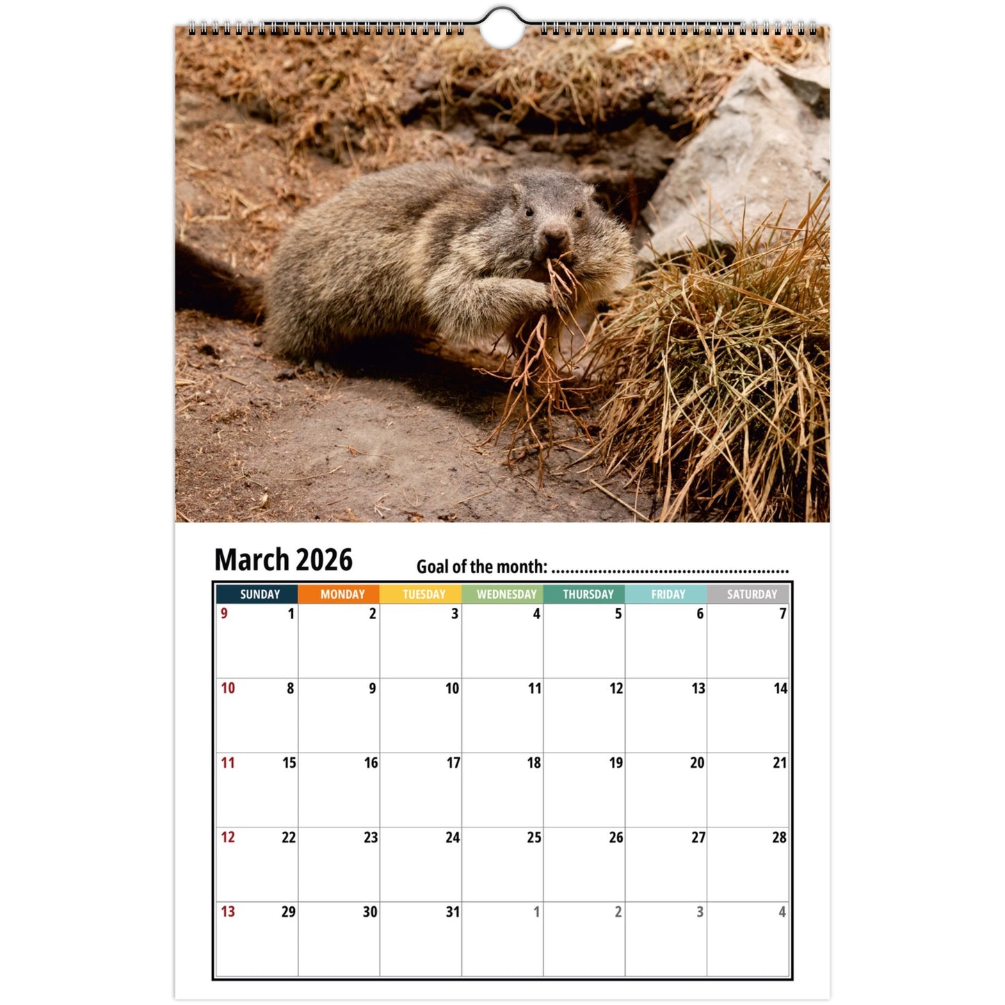 Groundhog Wall Calendar 2026