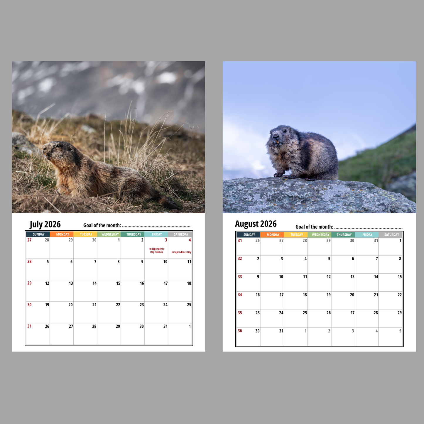 Groundhog Wall Calendar 2026