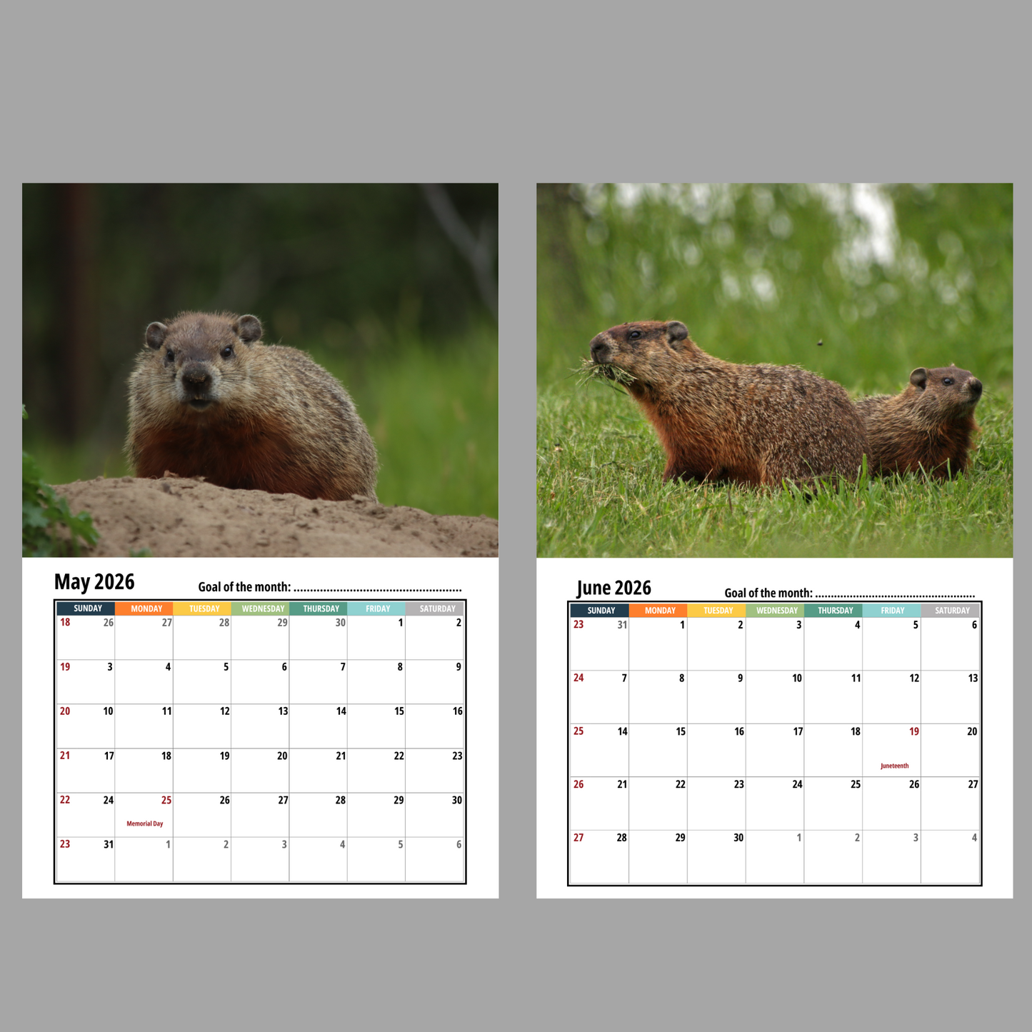 Groundhog Wall Calendar 2026