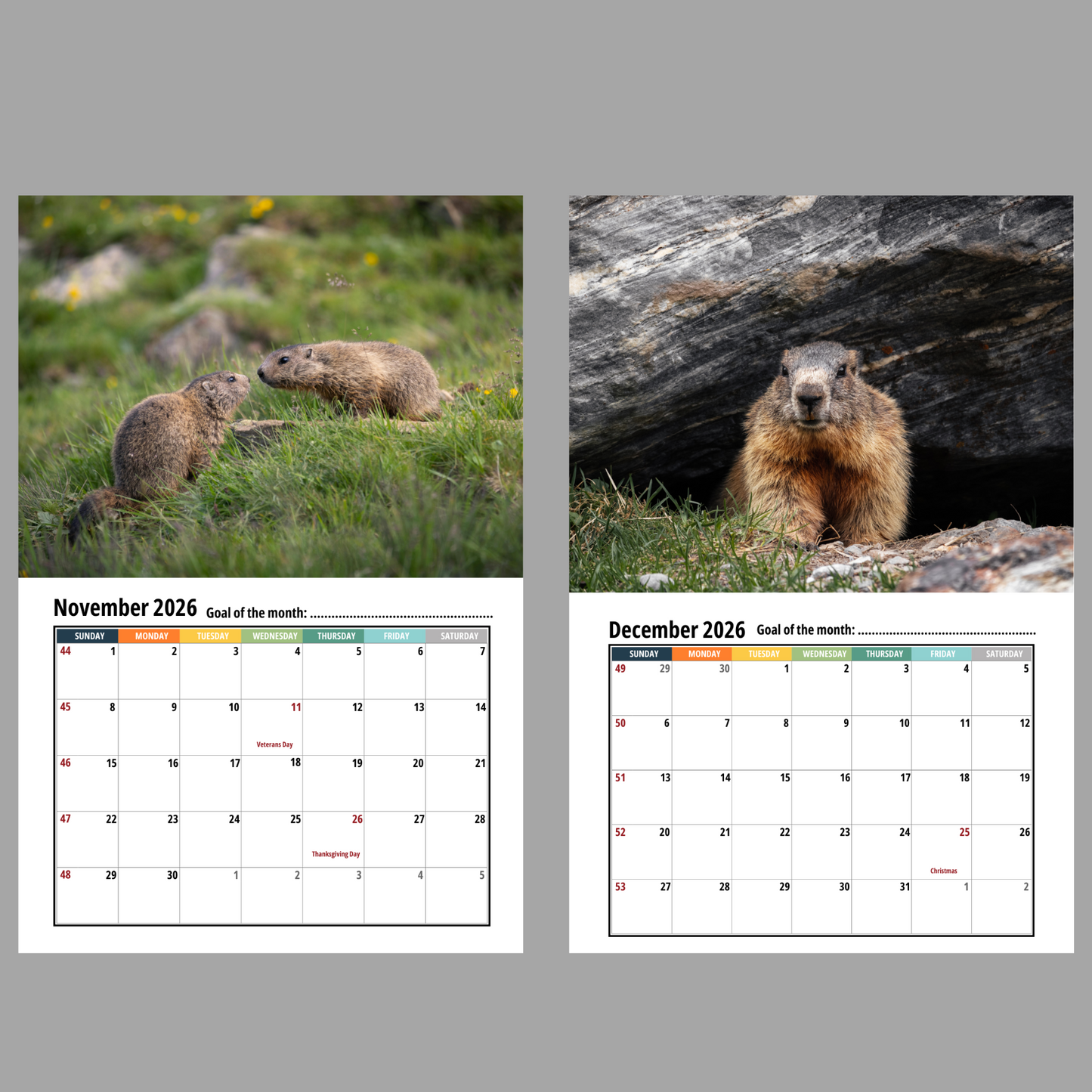 Groundhog Wall Calendar 2026