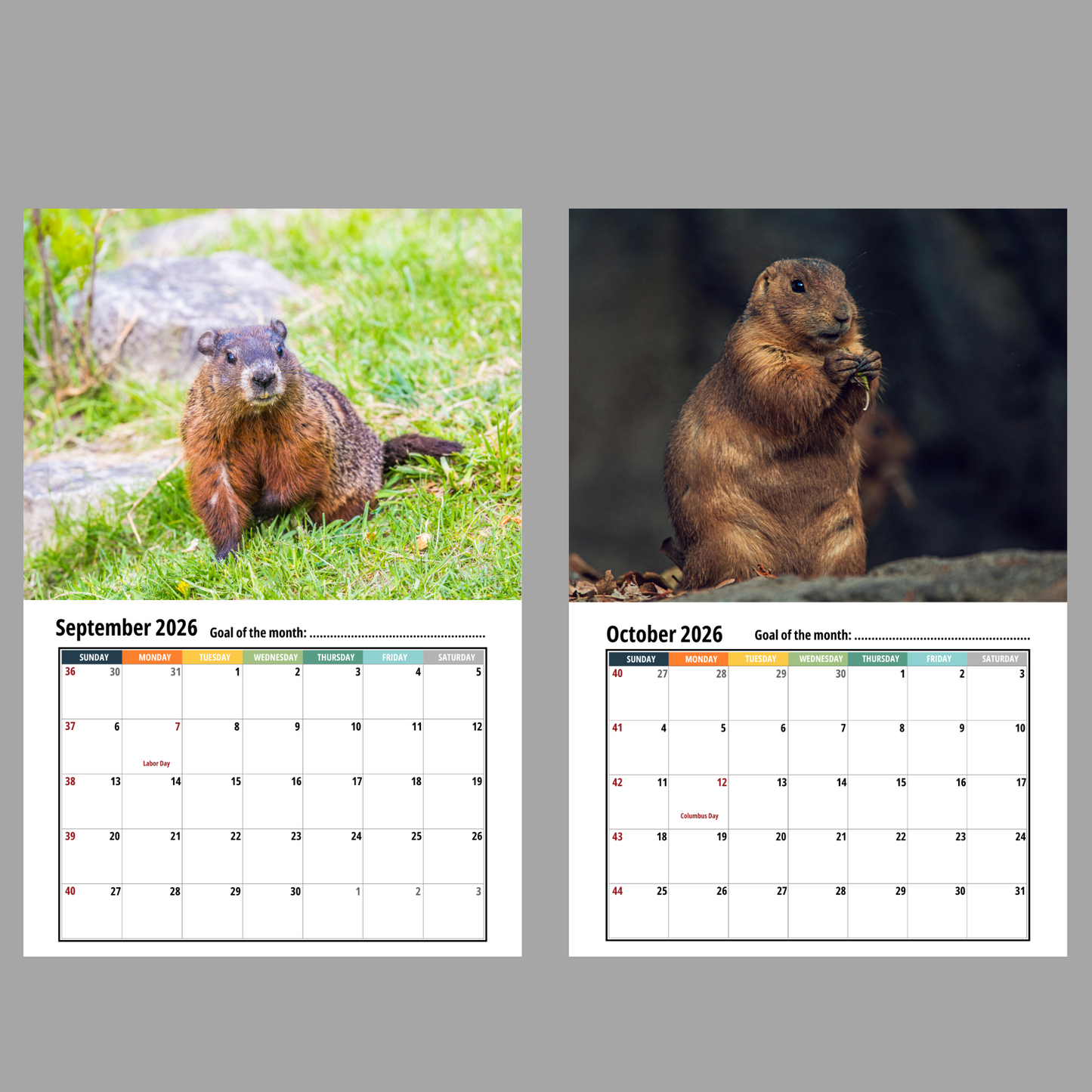 Groundhog Wall Calendar 2026