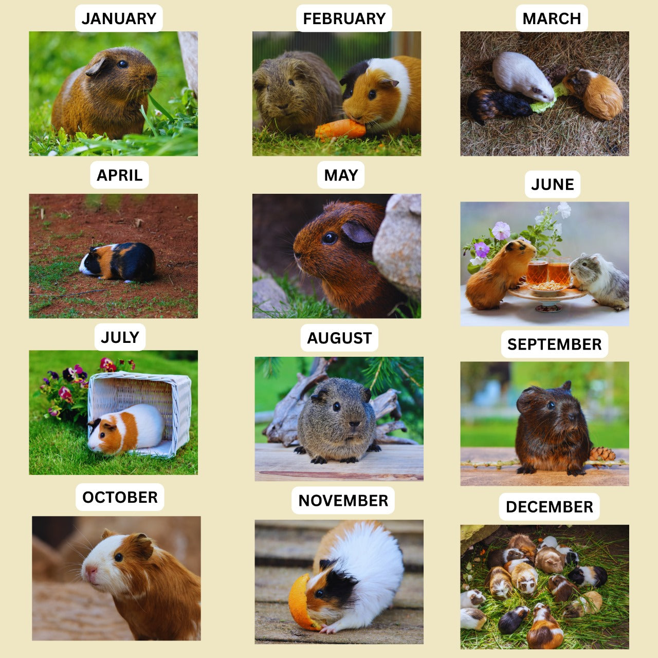 Guinea Pig Wall Calendar 2026