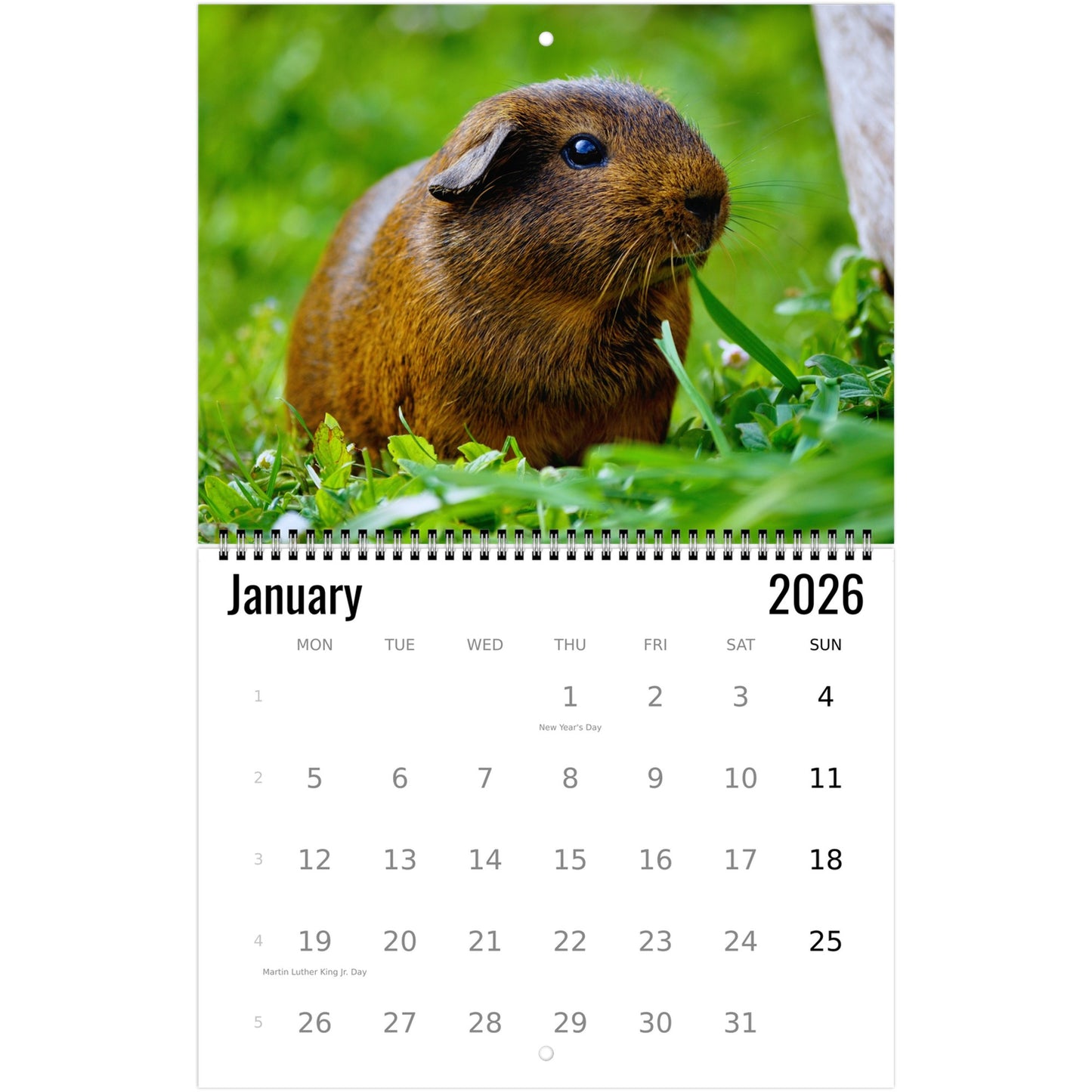 Guinea Pig Wall Calendar 2026