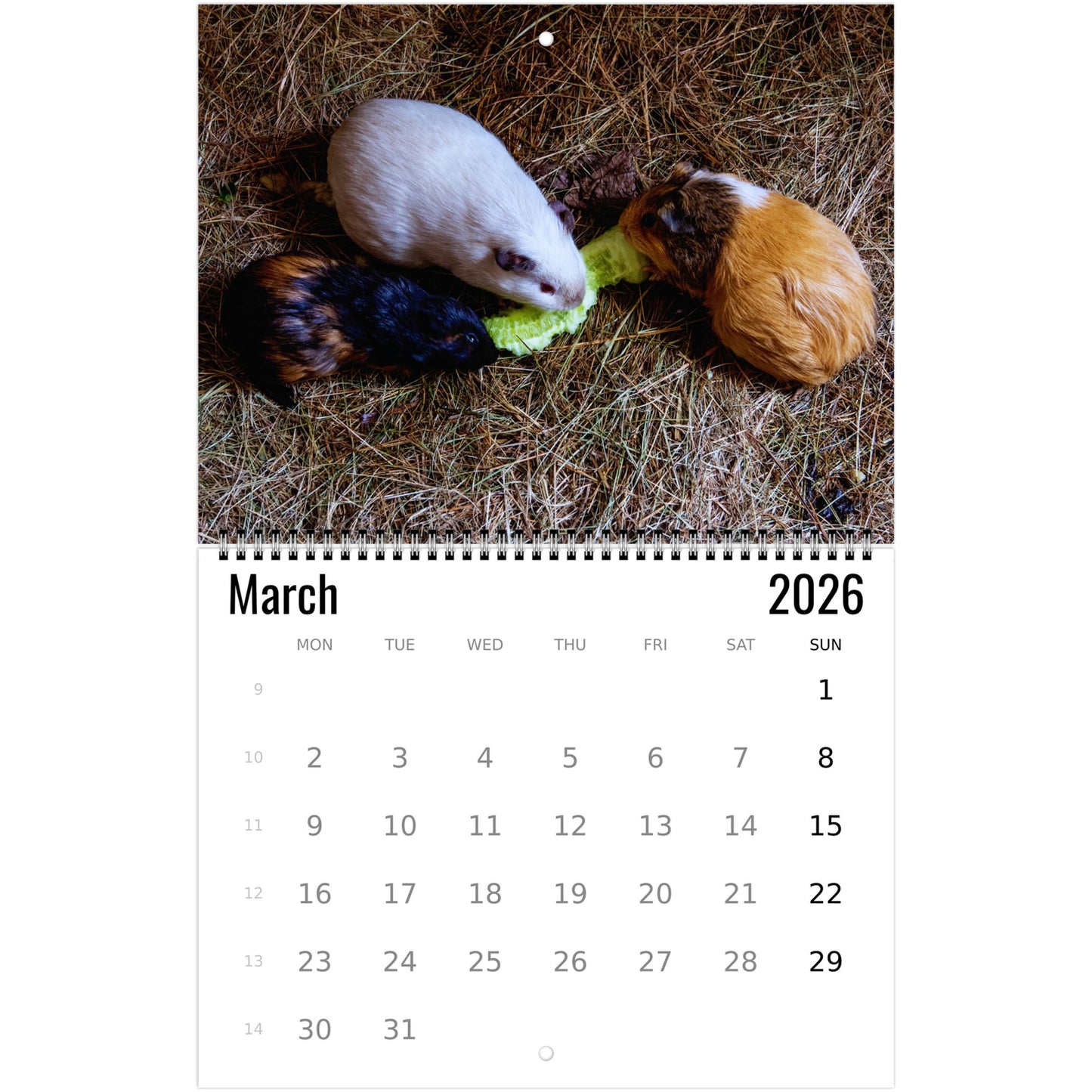 Guinea Pig Wall Calendar 2026