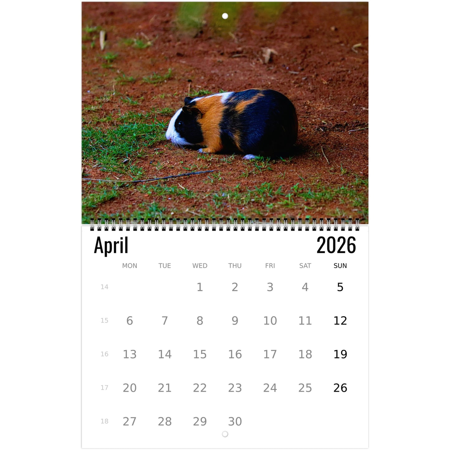 Guinea Pig Wall Calendar 2026