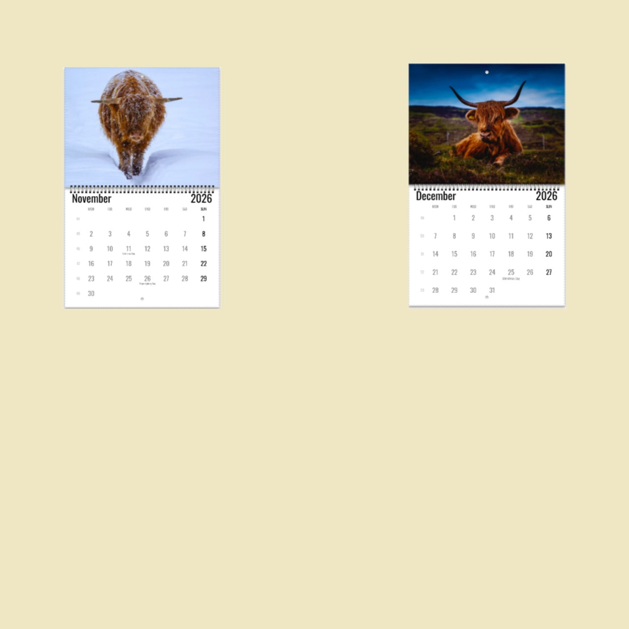 Highland Cow Wall Calendar 2026