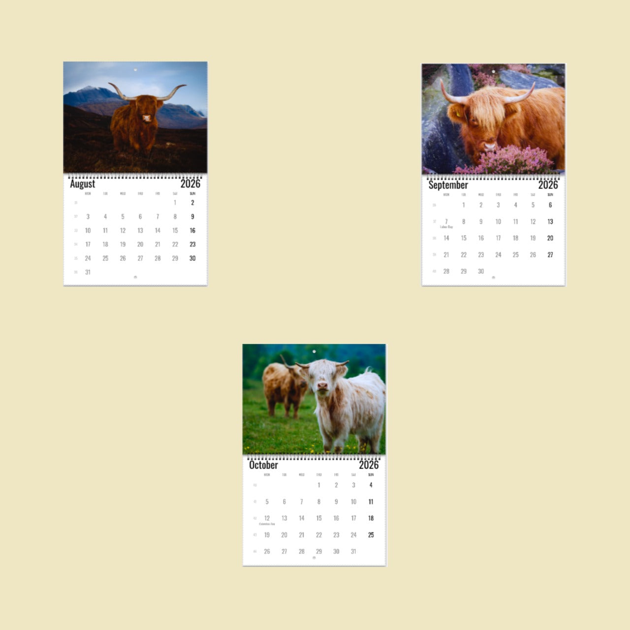 Highland Cow Wall Calendar 2026